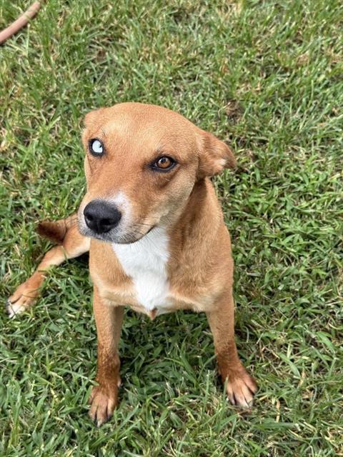 PANCAKE, Adoptable, Young Female Australian Kelpie.