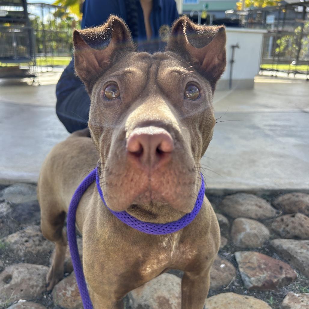 Enlarge Dairy Queen, a Adoptable Mixed Breed in Kailua Kona, HI image 1/6