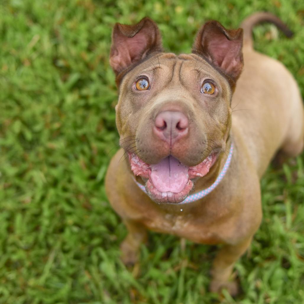 Enlarge Dairy Queen, a Adoptable Mixed Breed in Kailua Kona, HI image 2/6
