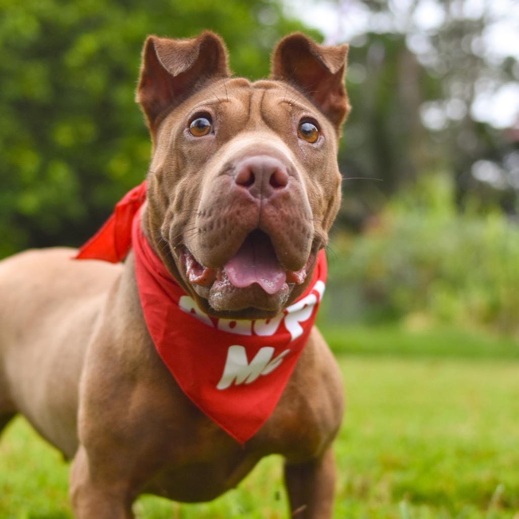 Enlarge Dairy Queen, a Adoptable Mixed Breed in Kailua Kona, HI image 3/6