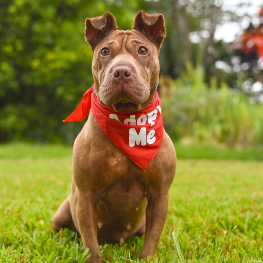 Enlarge Dairy Queen, a Adoptable Mixed Breed in Kailua Kona, HI image 4/6