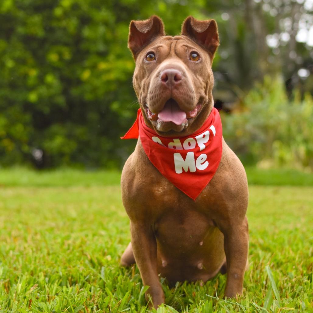Enlarge Dairy Queen, a Adoptable Mixed Breed in Kailua Kona, HI image 5/6