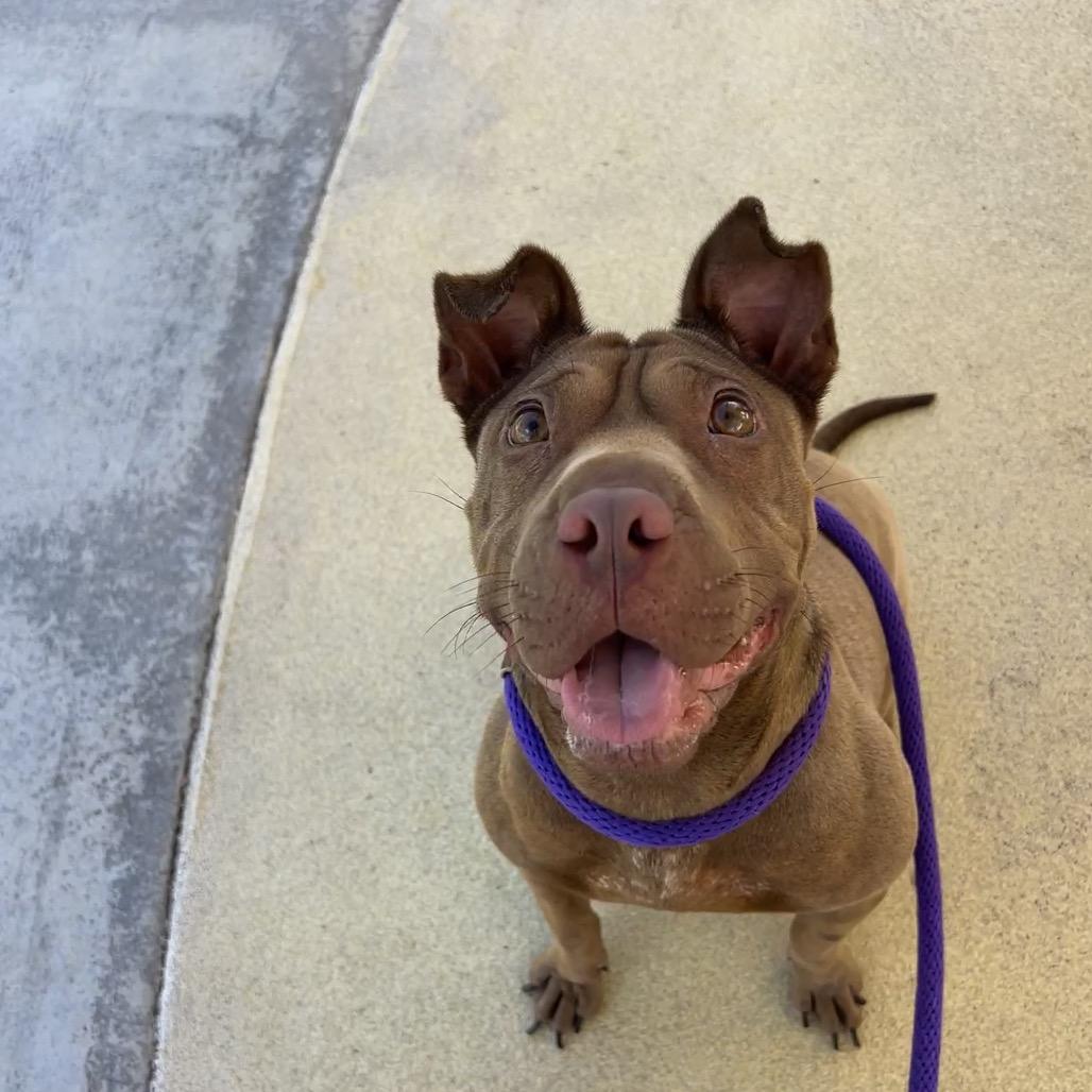 Enlarge Dairy Queen, a Adoptable Mixed Breed in Kailua Kona, HI image 6/6