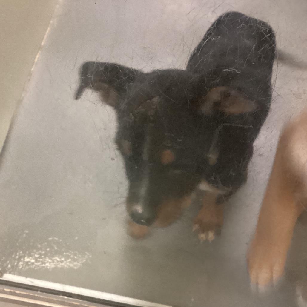Stripe, Adoptable, Adult Female Terrier.