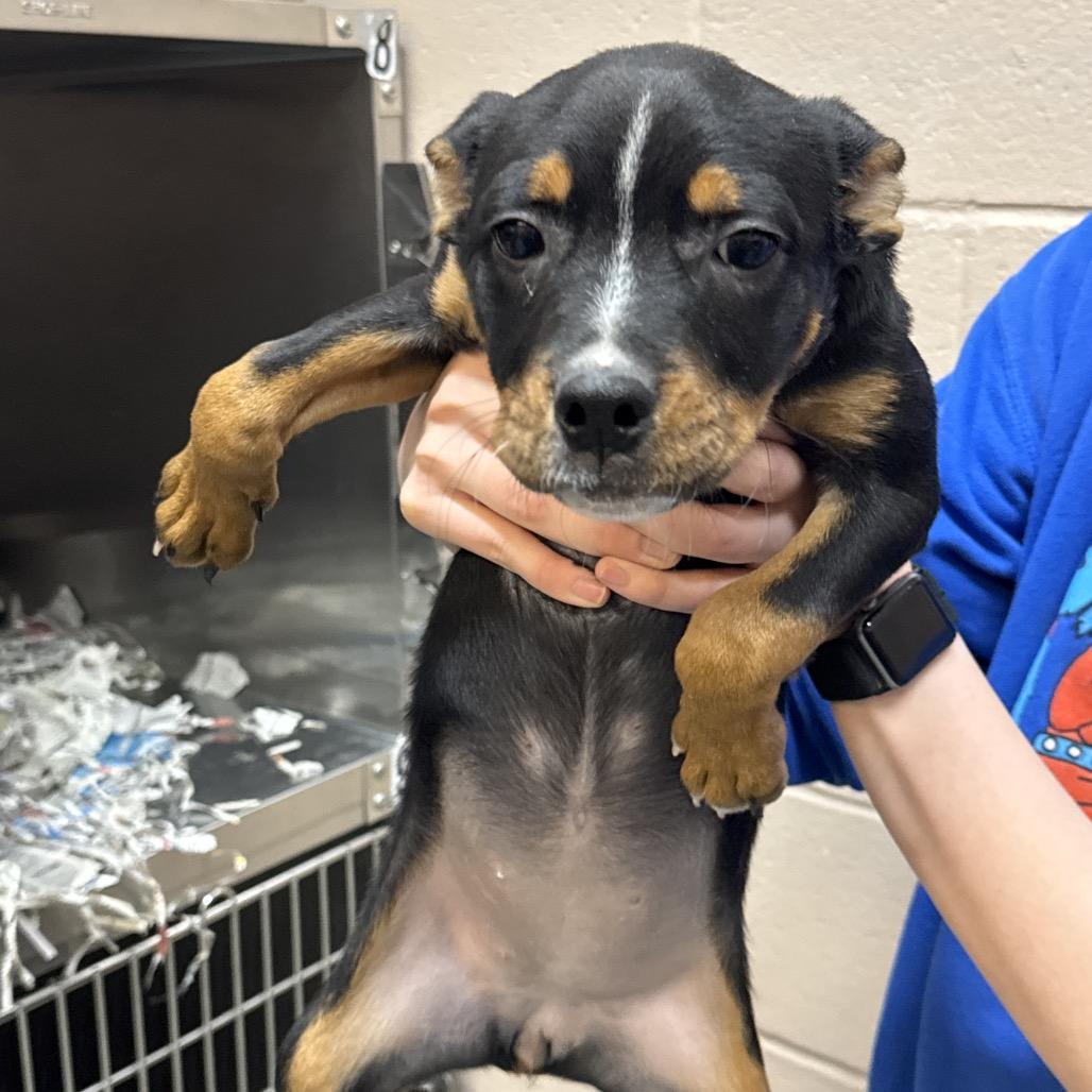 Enlarge Stripe, a Adoptable Terrier in Montgomery, AL image 2/4