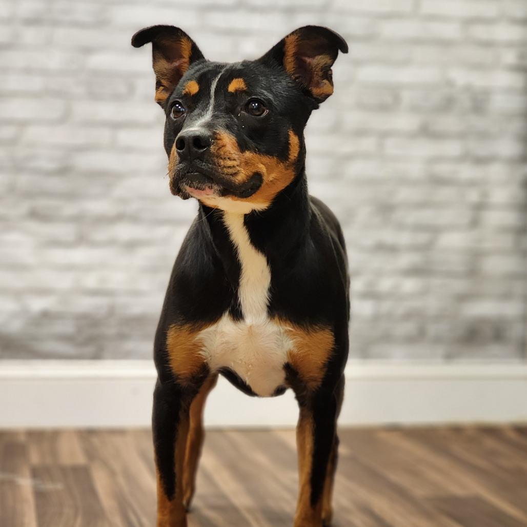 Enlarge Stripe, a Adoptable Terrier in Montgomery, AL image 3/4
