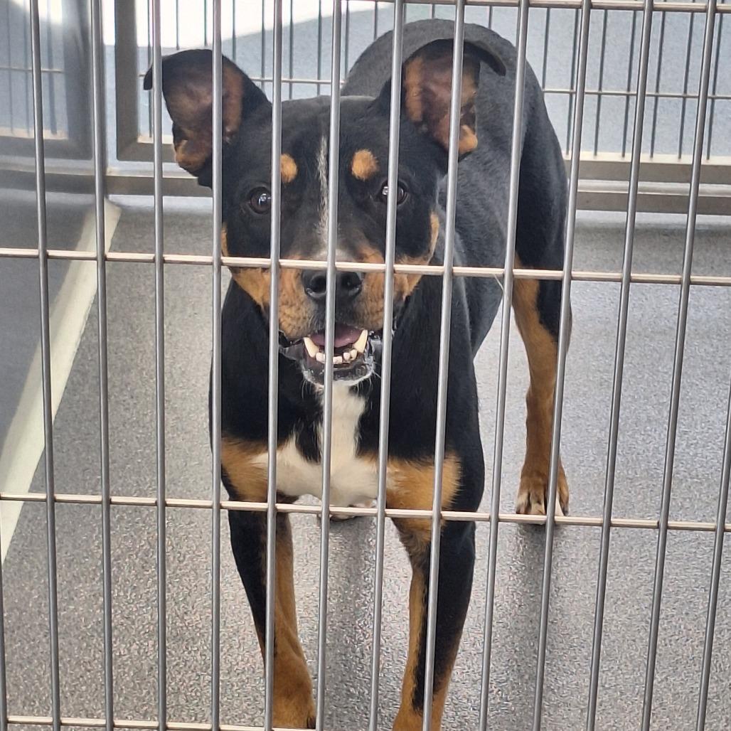 Enlarge Stripe, a Adoptable Terrier in Montgomery, AL image 4/4