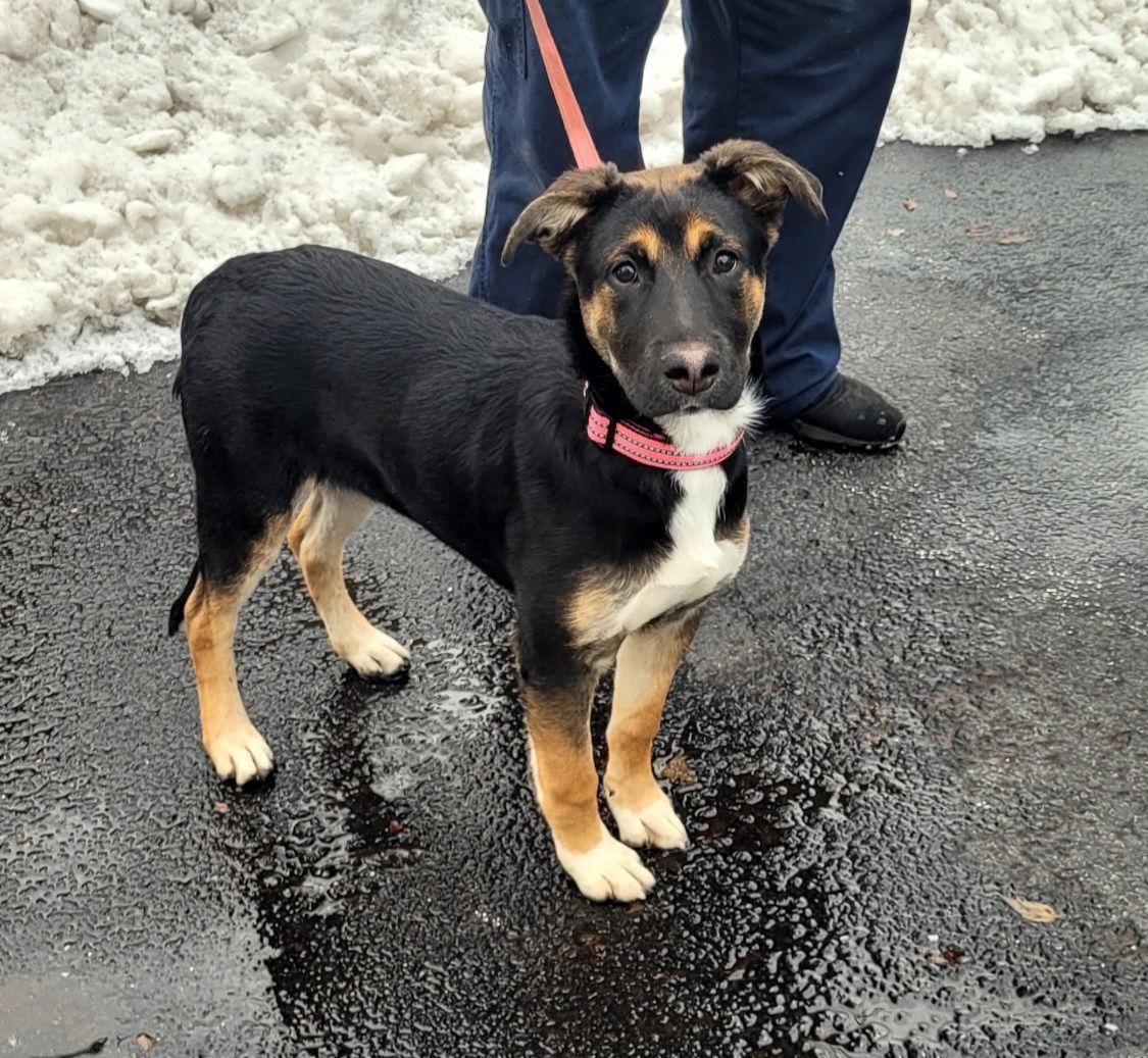 Enlarge Zoe, a Adoptable German Shepherd Dog in Crete, IL image 1/3