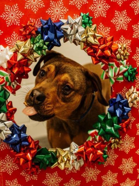 WILDSTONE, Adoptable, Young Female Pit Bull Terrier.