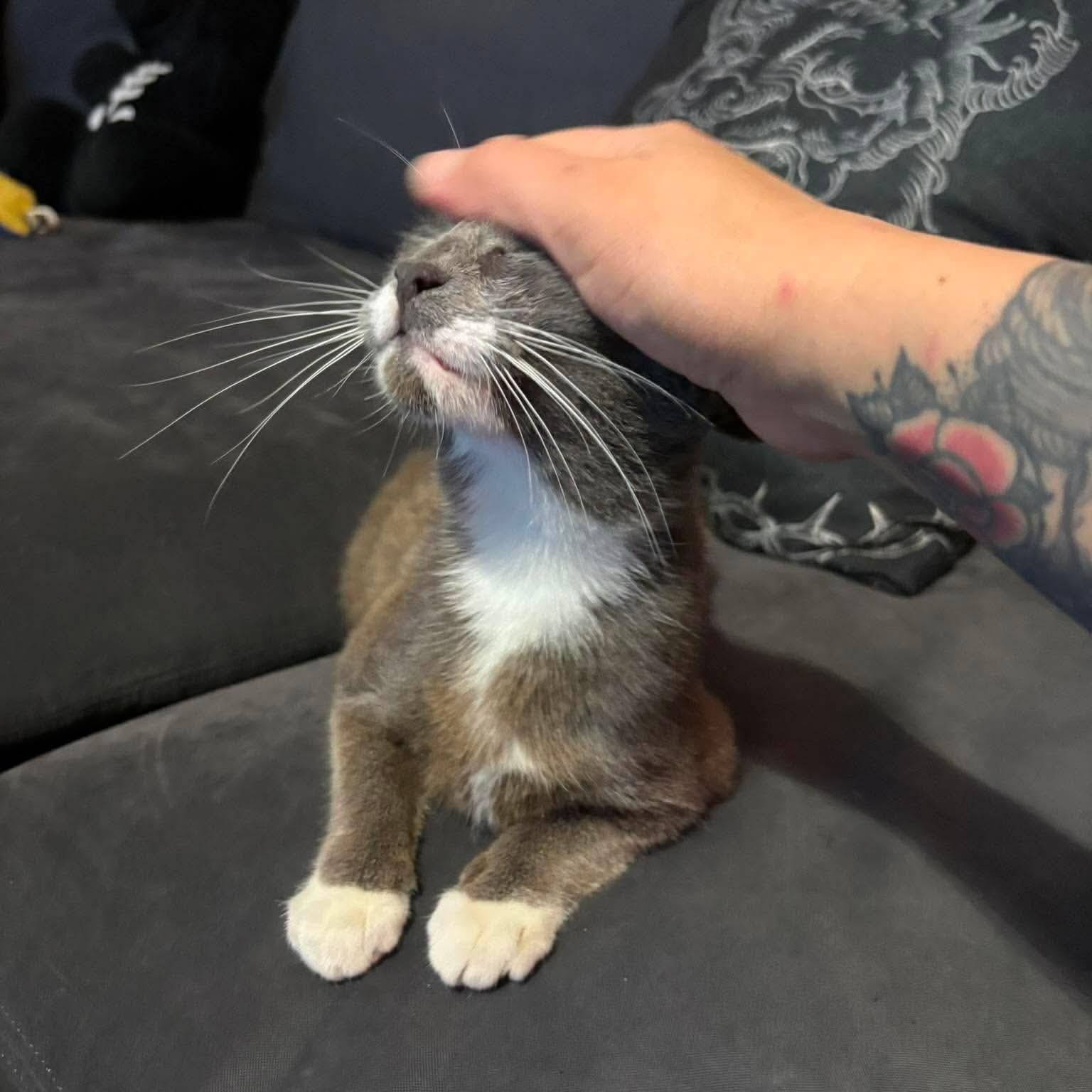 Enlarge Popcorn, a Adoptable mixed breed in Davenport , IA image 3/6