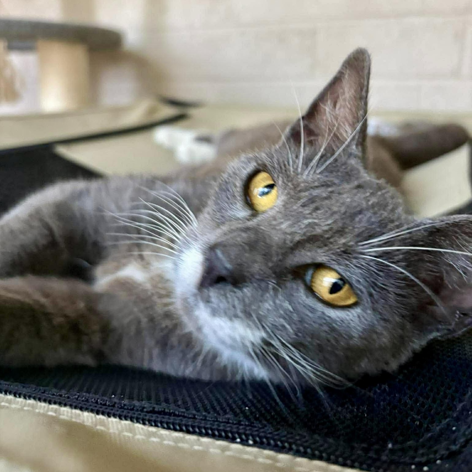 Popcorn, Adoptable, Kitten Female Domestic Short Hair.