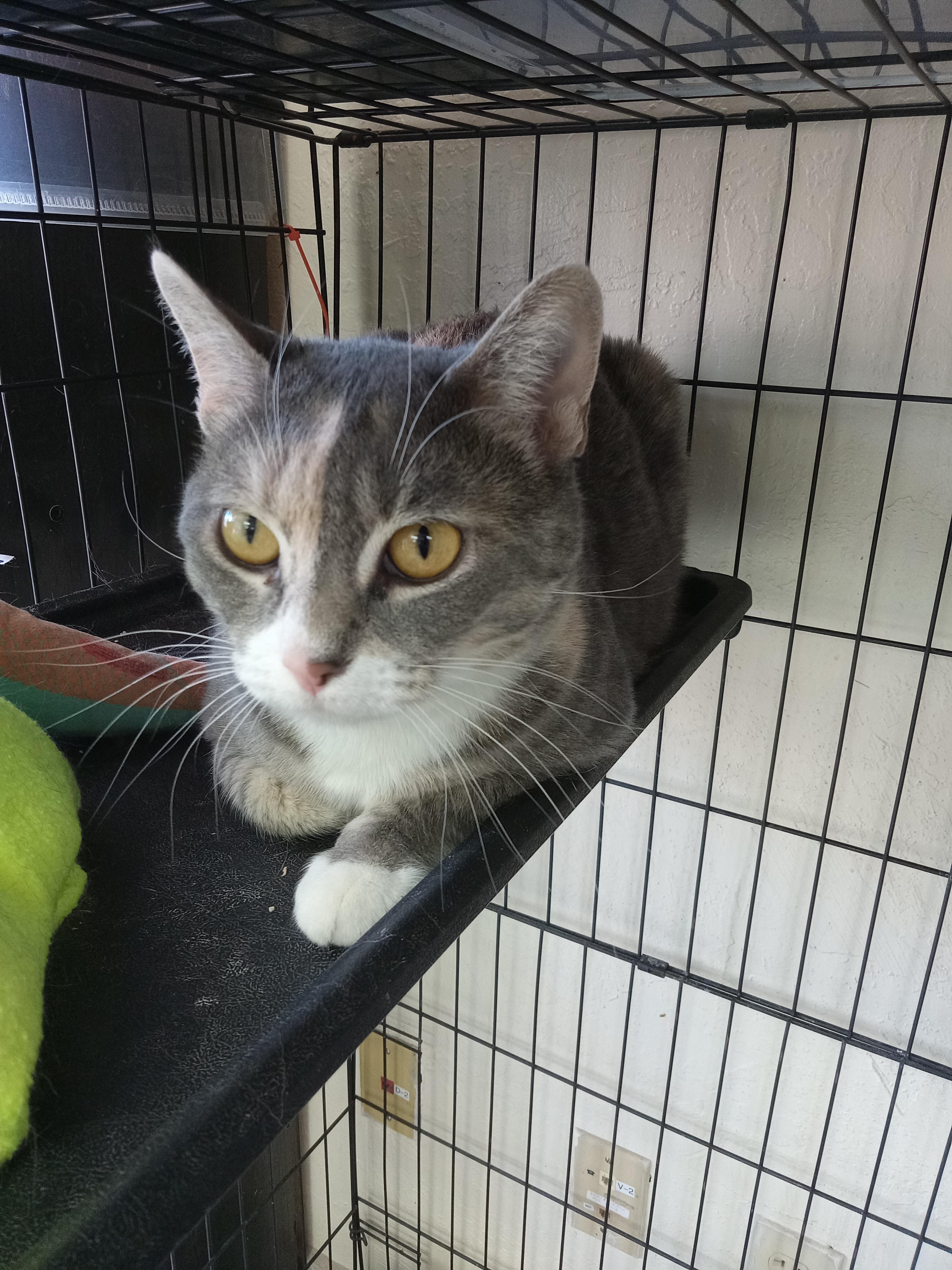Paisley, an adoptable Dilute Calico in Yuma, AZ, 85364 | Photo Image 3