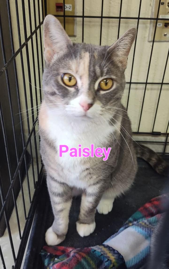 Paisley, an adoptable Dilute Calico in Yuma, AZ, 85364 | Photo Image 2