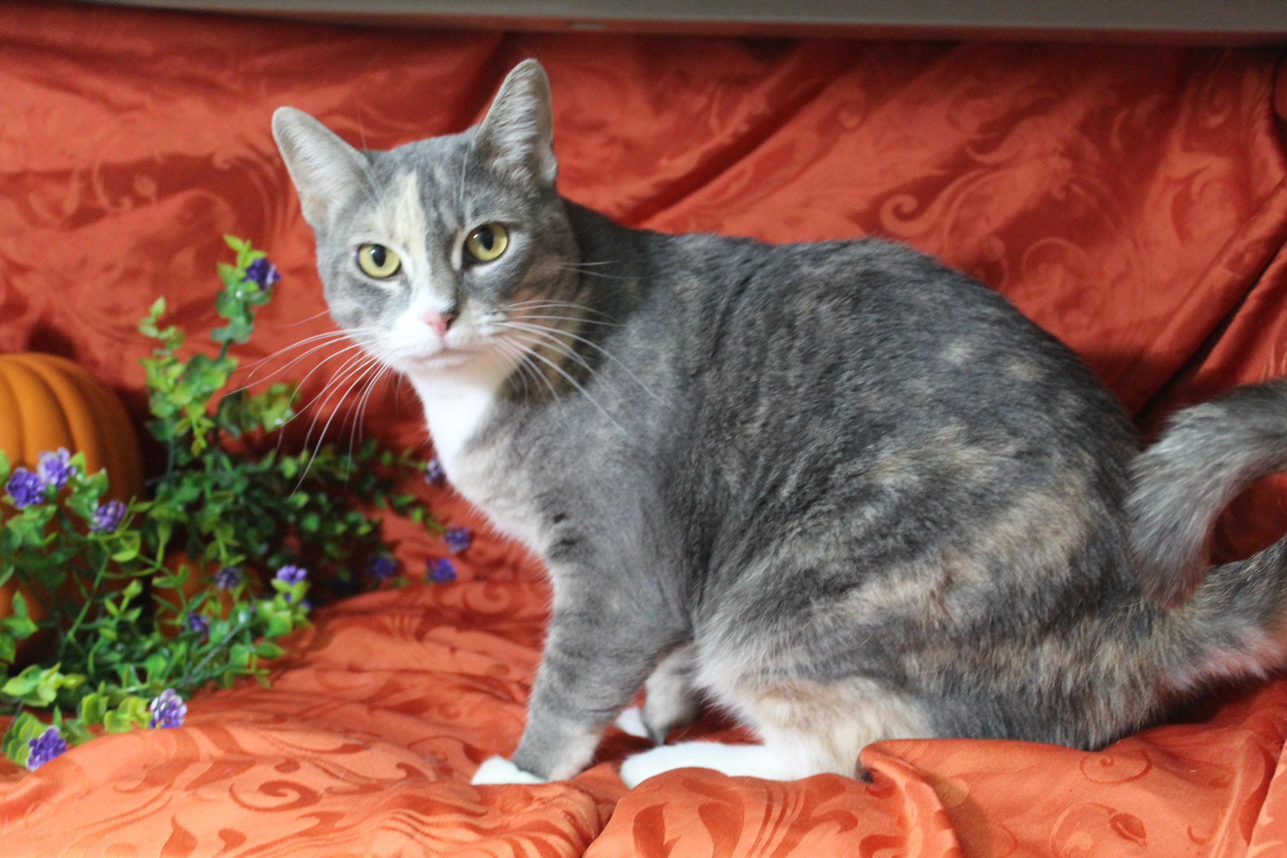 Paisley, an adoptable Dilute Calico in Yuma, AZ, 85364 | Photo Image 1