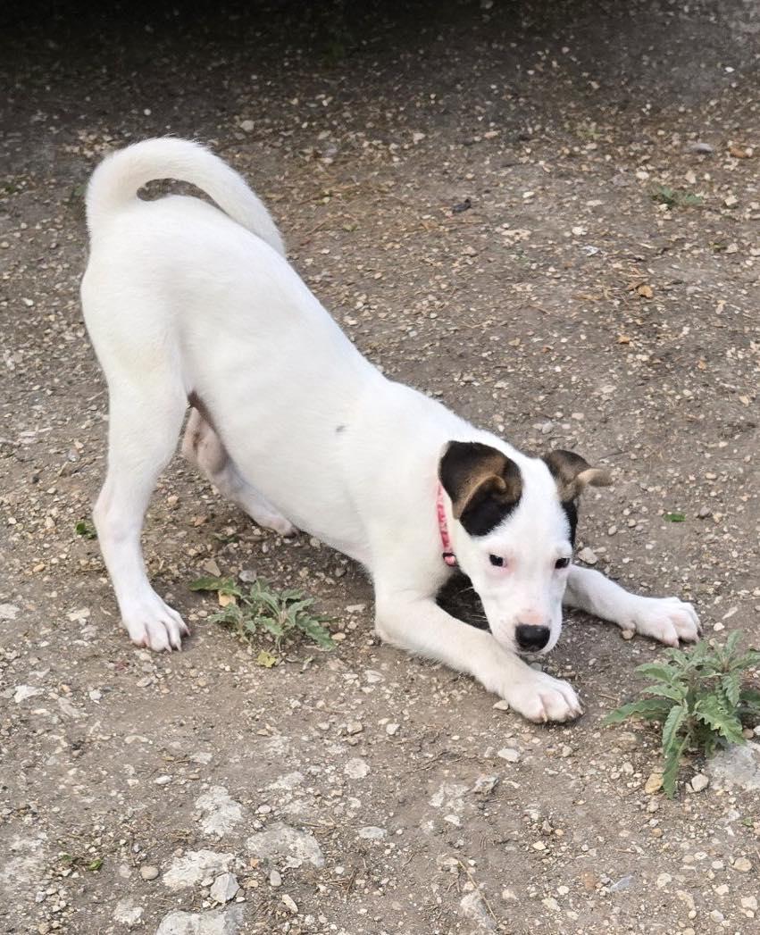 Enlarge Arwin, a ADOPTABLE mixed breed in Winsted, CT image 5/6