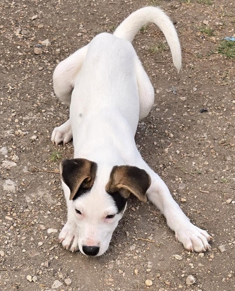 Enlarge Arwin, a ADOPTABLE mixed breed in Winsted, CT image 6/6