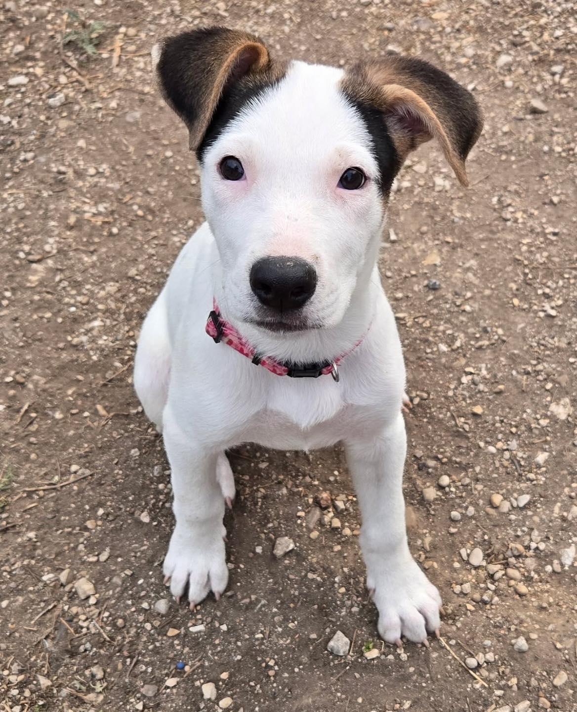 Arwin, ADOPTABLE, Puppy Female Parson Russell Terrier.