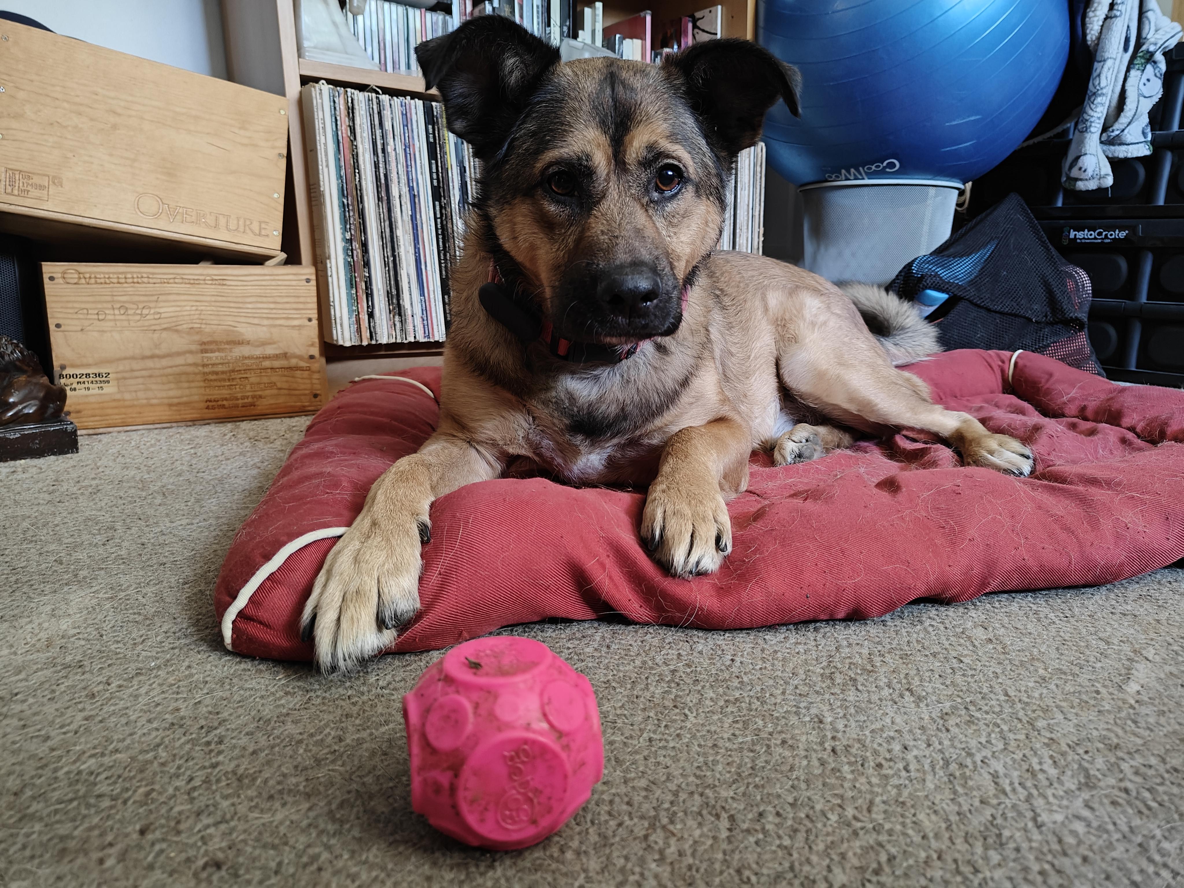 Chex, a Adoptable German Shepherd Dog in Vancouver, WA image 1/6