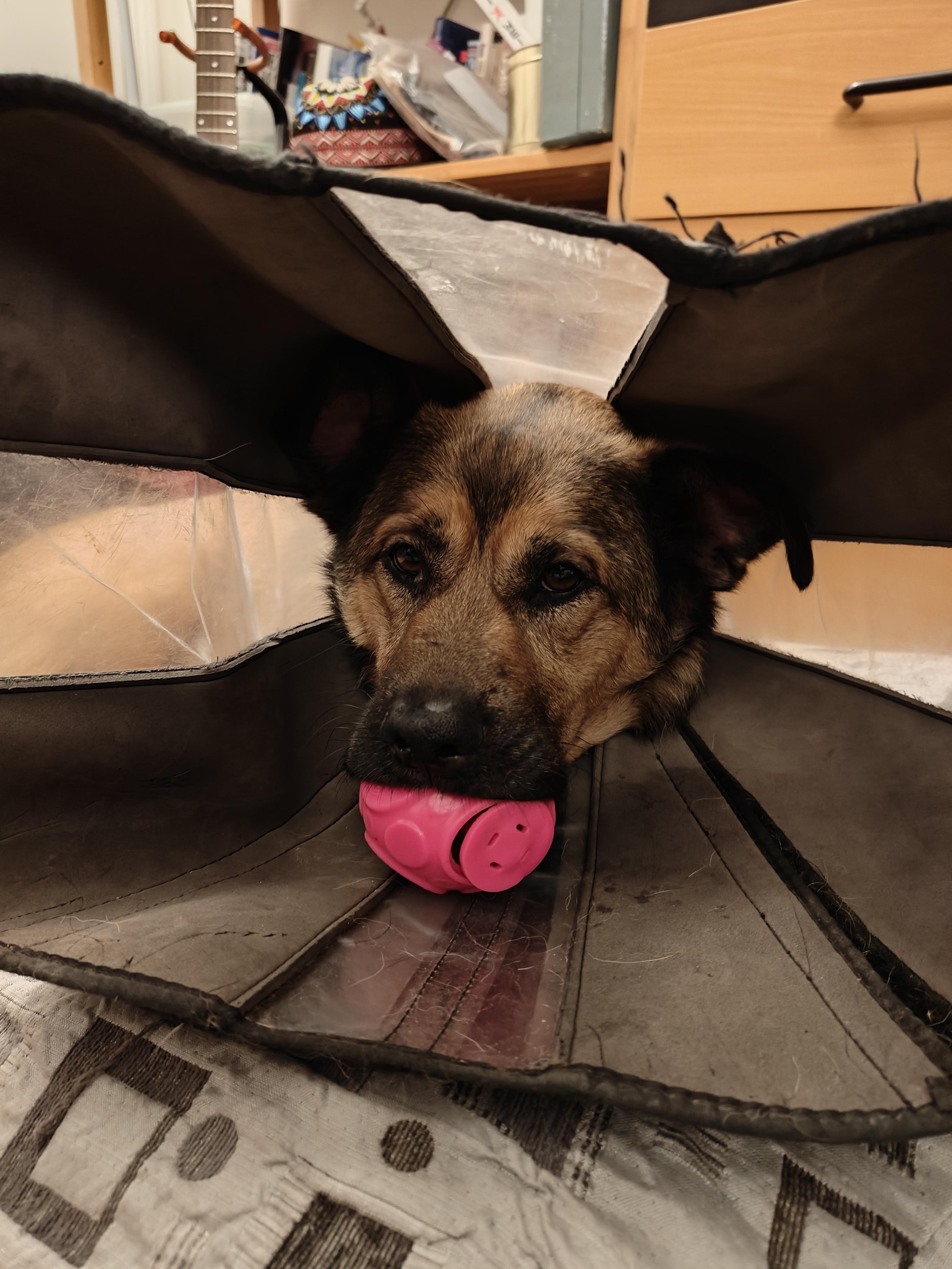 Chex, a Adoptable German Shepherd Dog in Vancouver, WA image 2/6