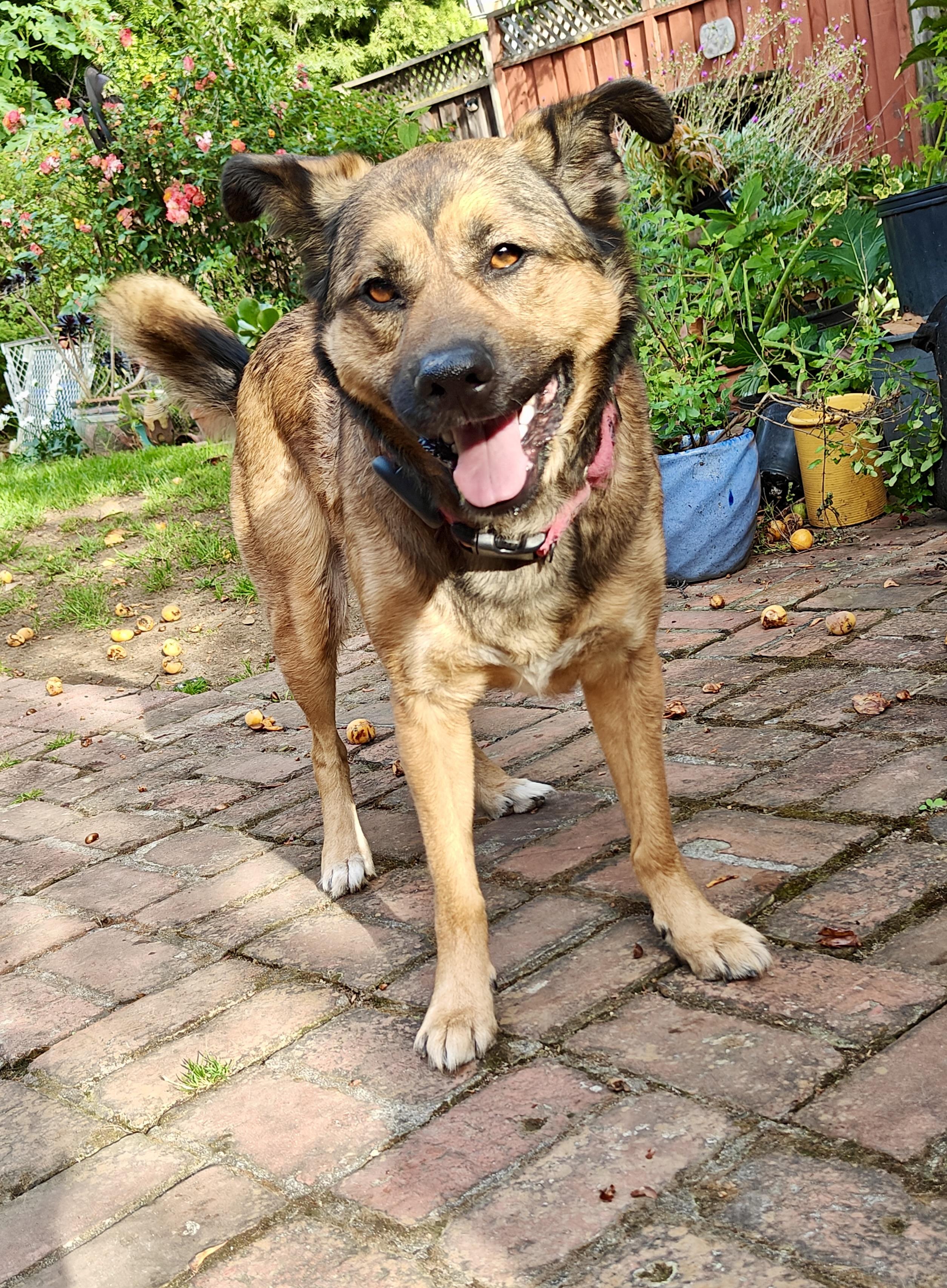 Chex, a Adoptable German Shepherd Dog in Vancouver, WA image 3/6