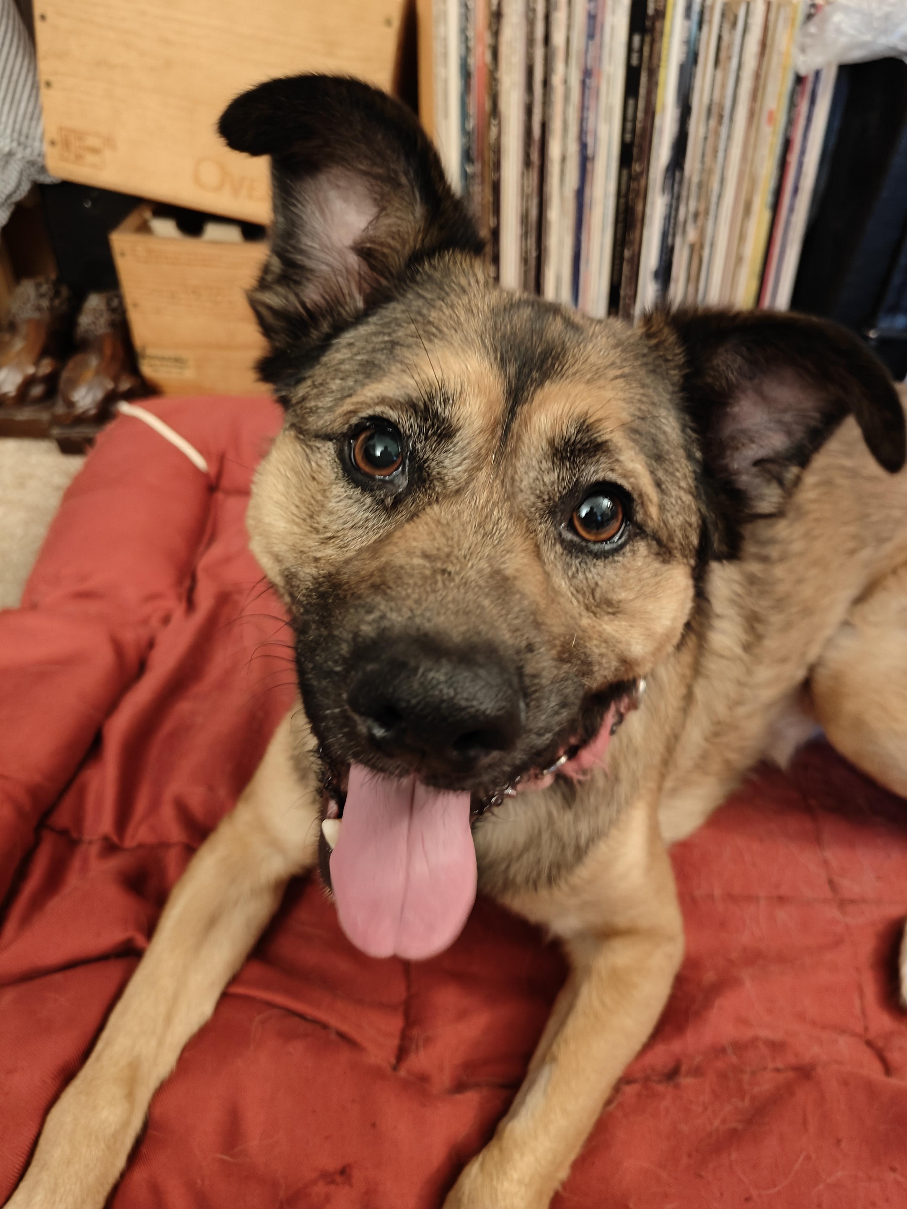 Chex, a Adoptable German Shepherd Dog in Vancouver, WA image 4/6
