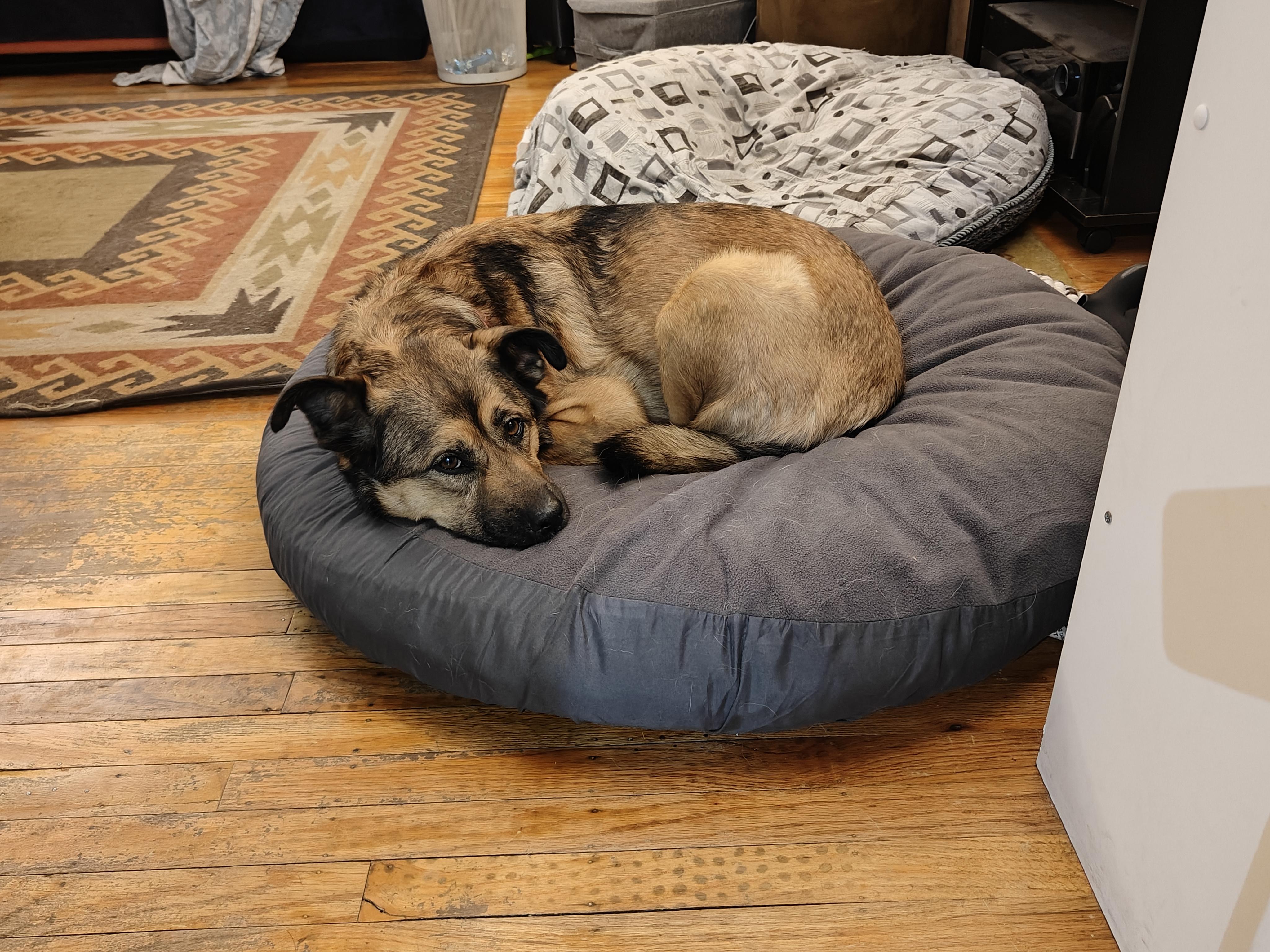 Chex, a Adoptable German Shepherd Dog in Vancouver, WA image 5/6