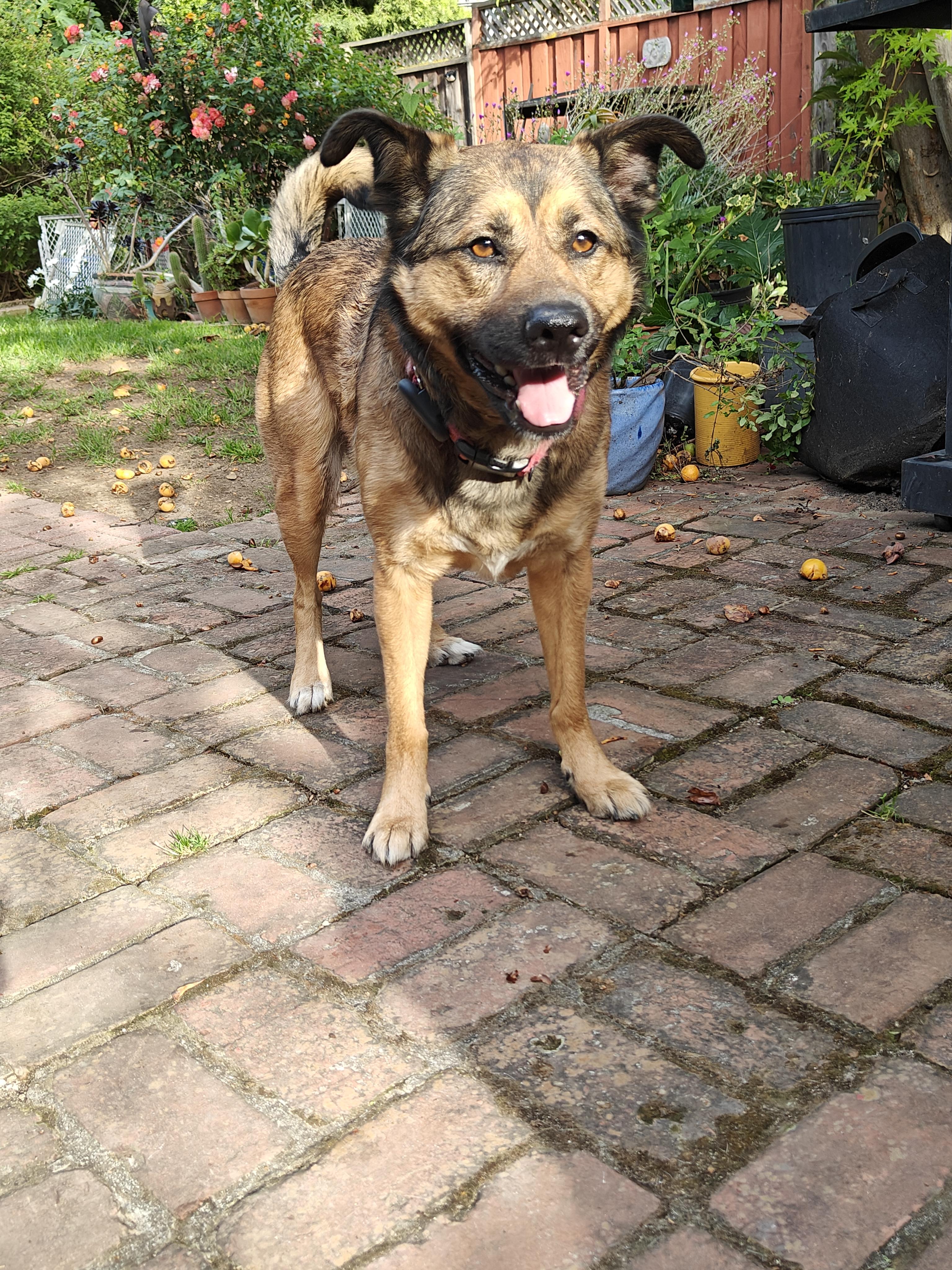 Chex, a Adoptable German Shepherd Dog in Vancouver, WA image 6/6
