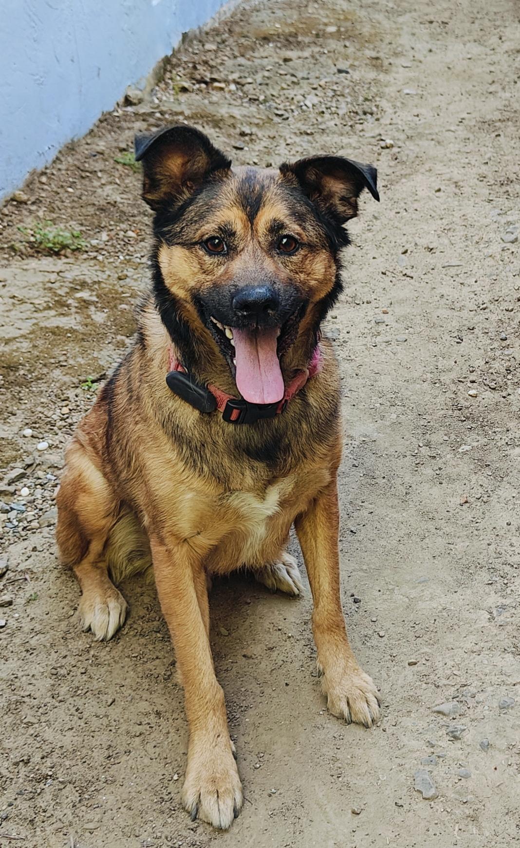 Chex, a Adoptable German Shepherd Dog in Vancouver, WA image 6/6