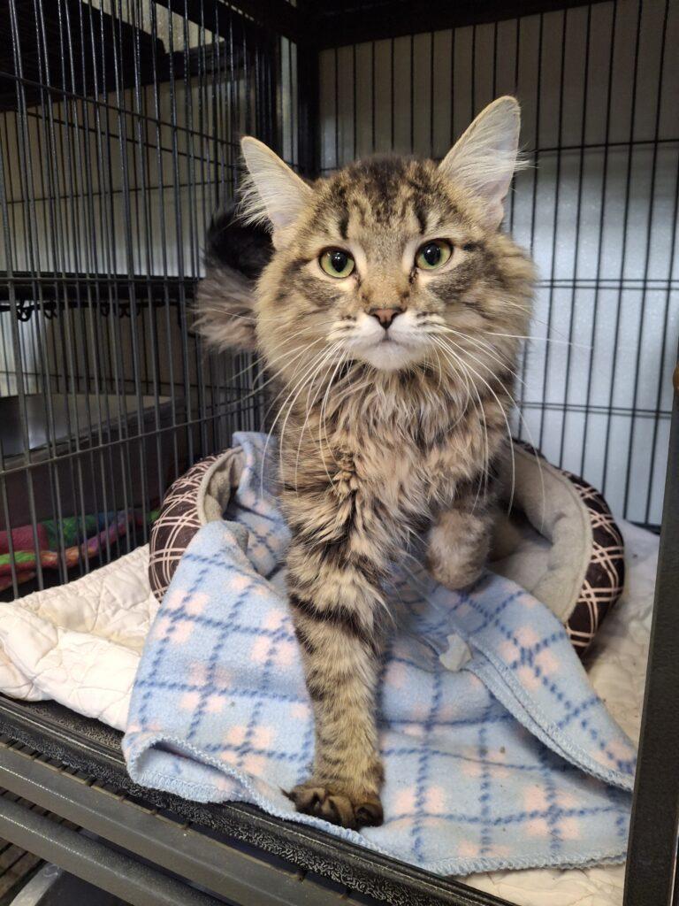 DAISY, adopted, Young Female Domestic Long Hair.