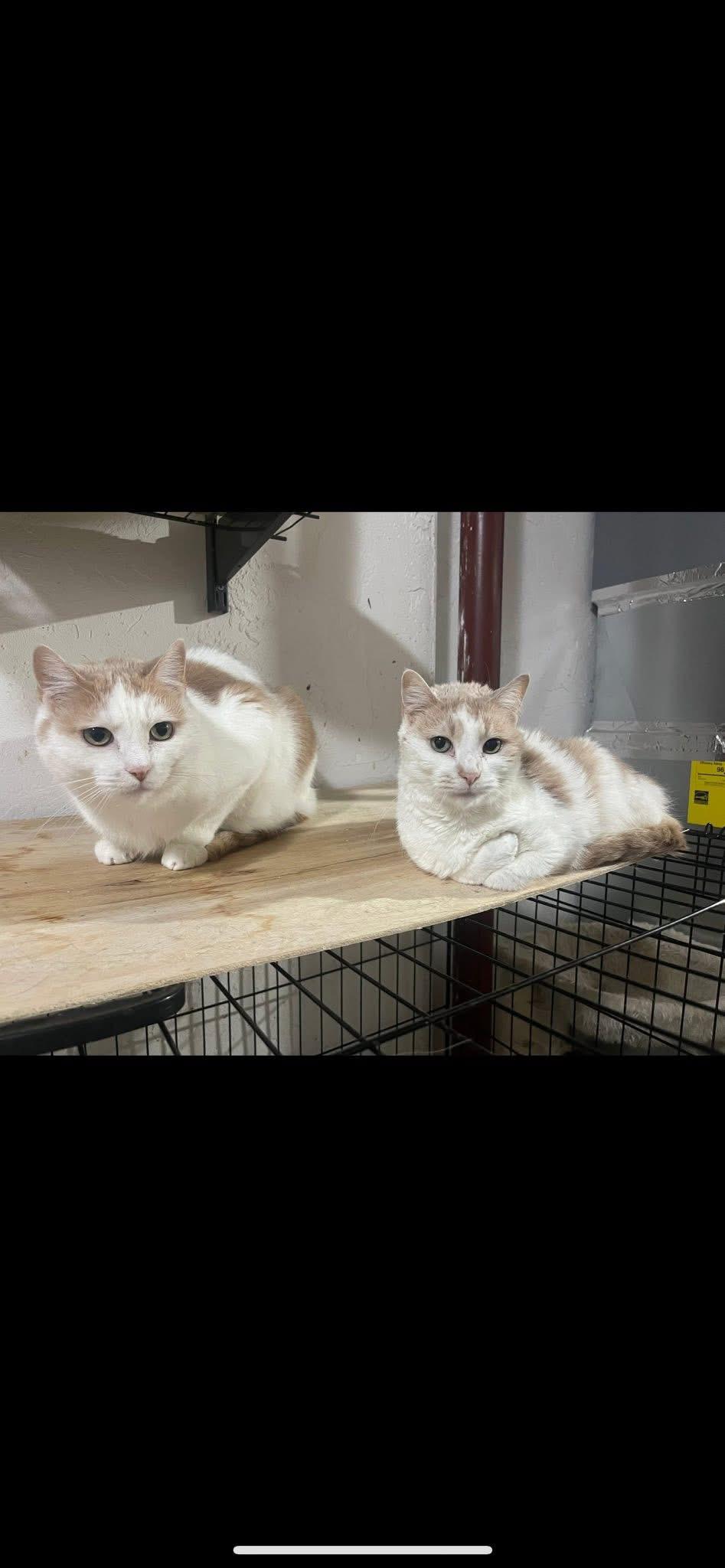 Bridgette, Adoptable, Adult Female Domestic Short Hair.