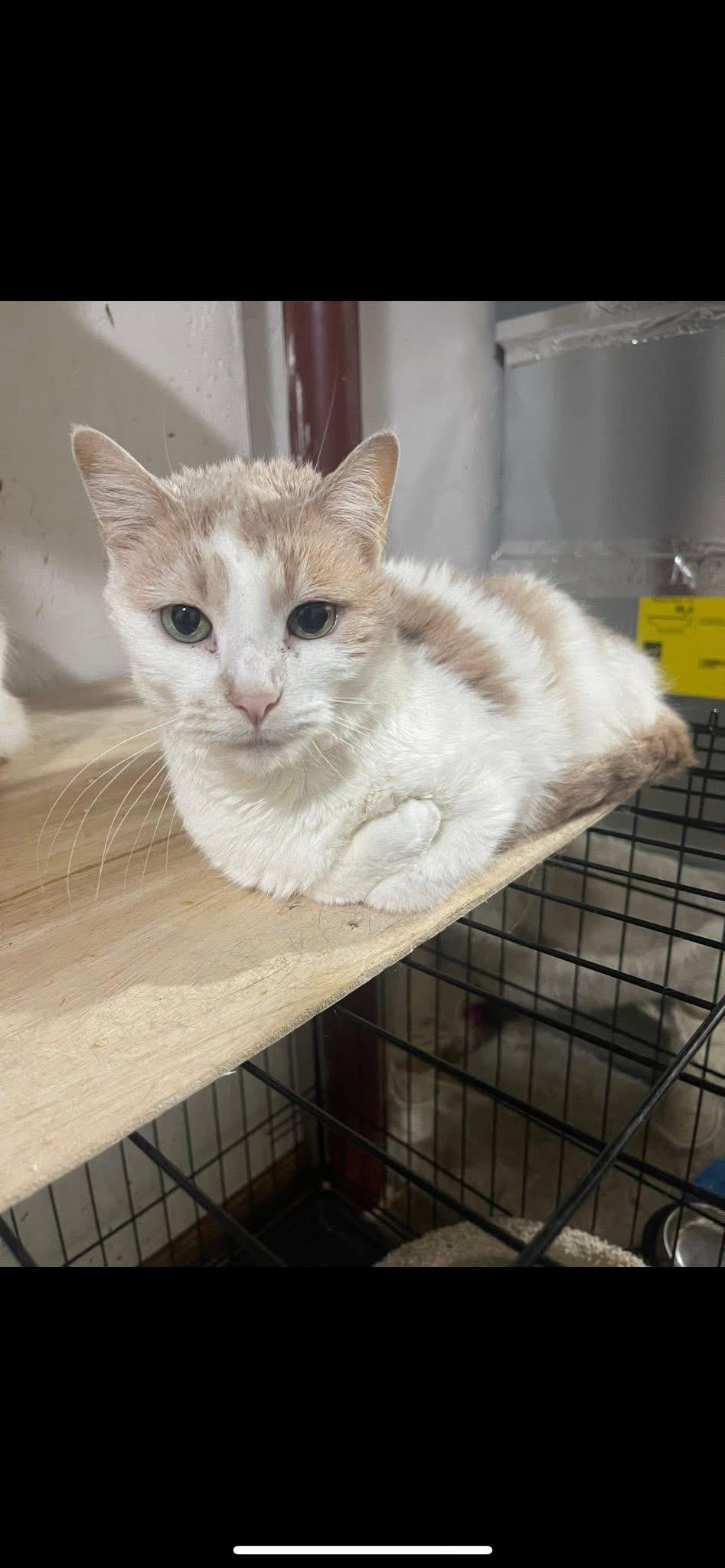 Enlarge Bridgette, a Adoptable mixed breed in Stahlstown, PA image 3/4