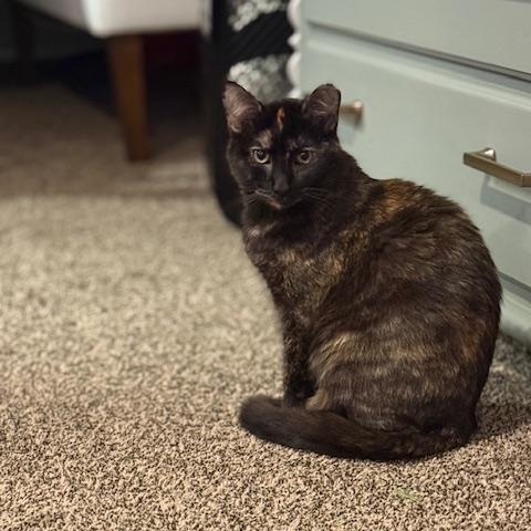 Enlarge Opal, a Adoptable Domestic Short Hair in Vallejo, CA image 1/3