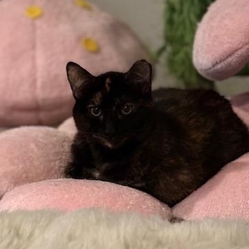 Enlarge Opal, a Adoptable Domestic Short Hair in Vallejo, CA image 2/3