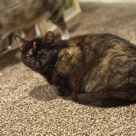 Enlarge Opal, a Adoptable Domestic Short Hair in Vallejo, CA image 3/3