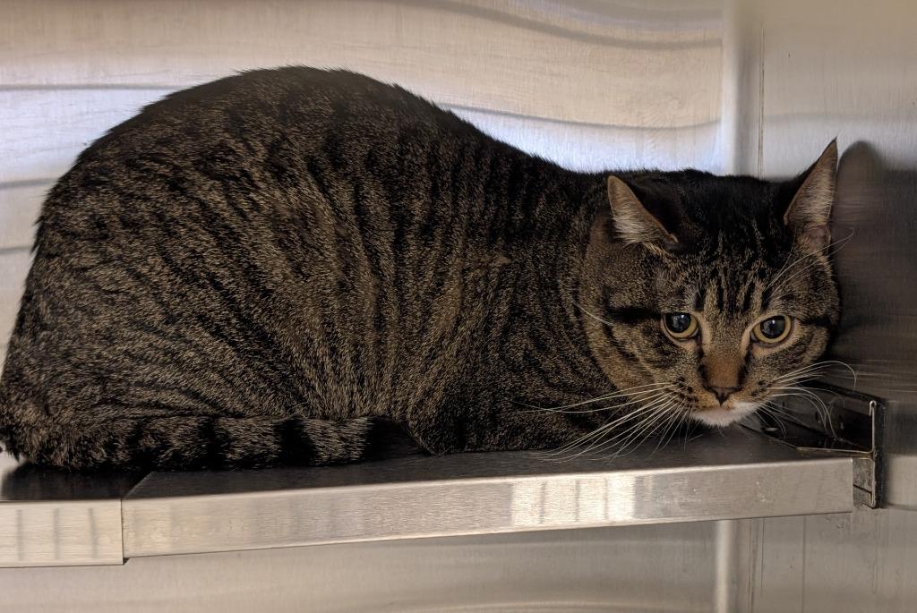 Enlarge Onyx, a Adopted mixed breed in Havre, MT image 1/1