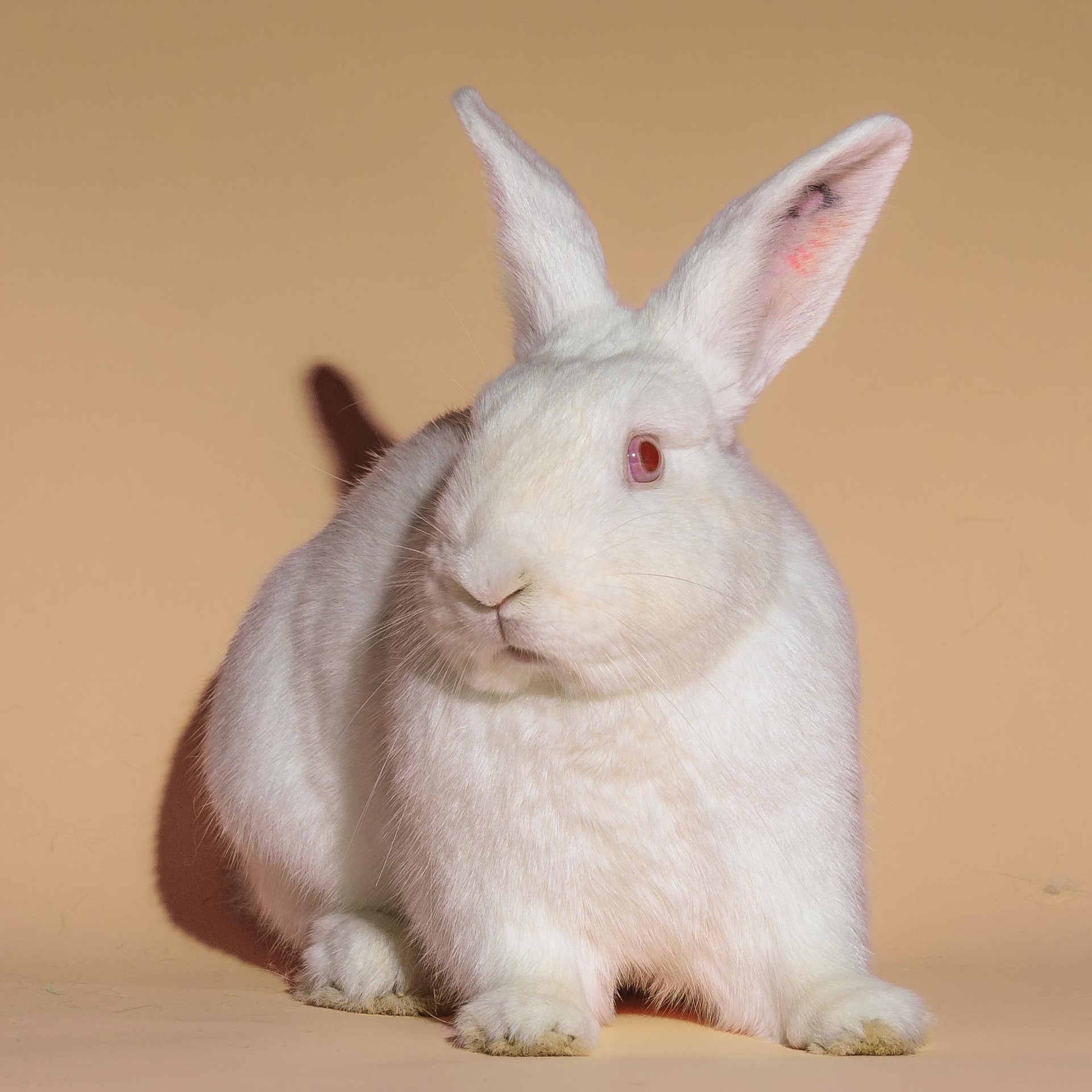 Jumping Jack Flash, a Adoptable American in Columbia, MD image 3/3