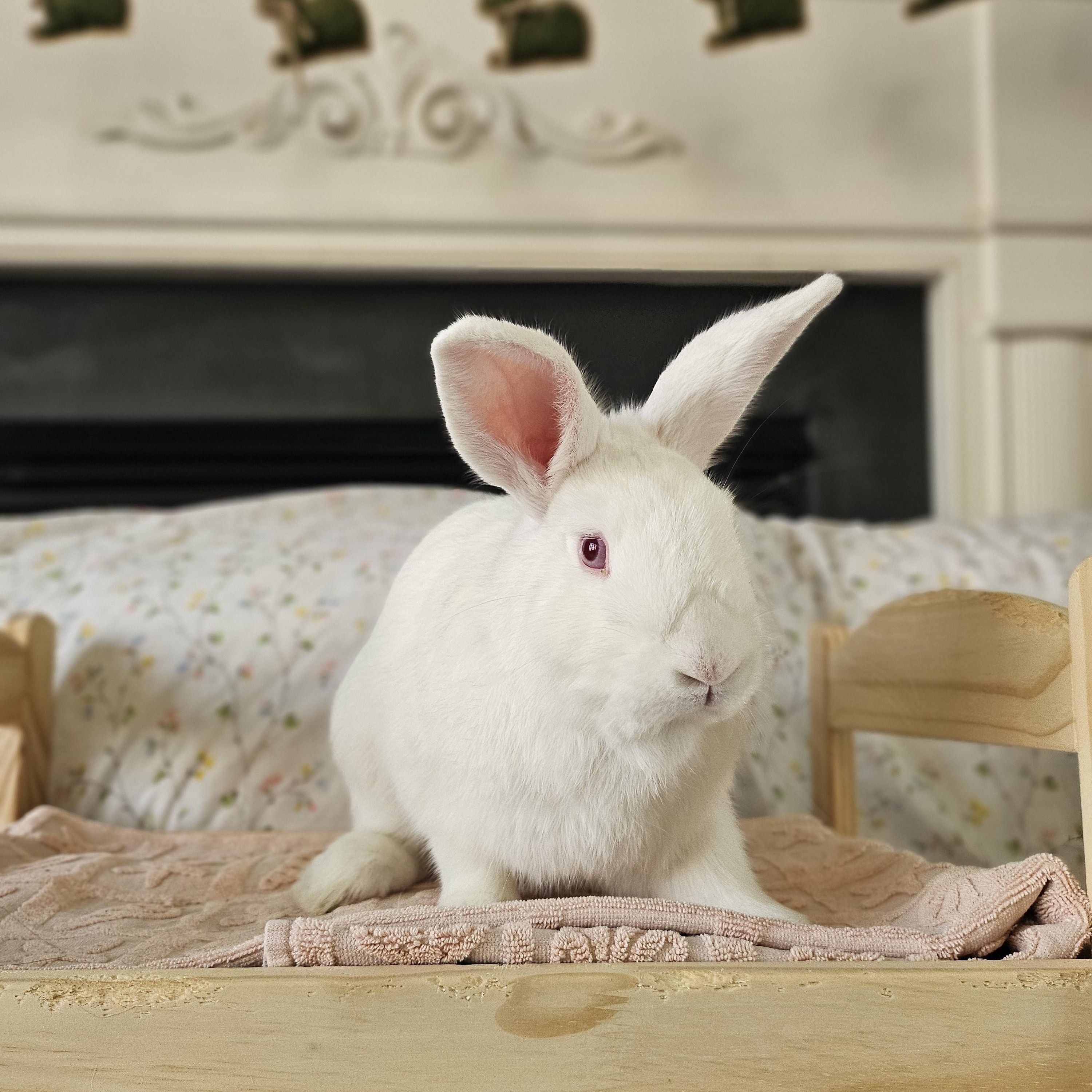 Jumping Jack Flash, a Adoptable American in Columbia, MD image 1/3