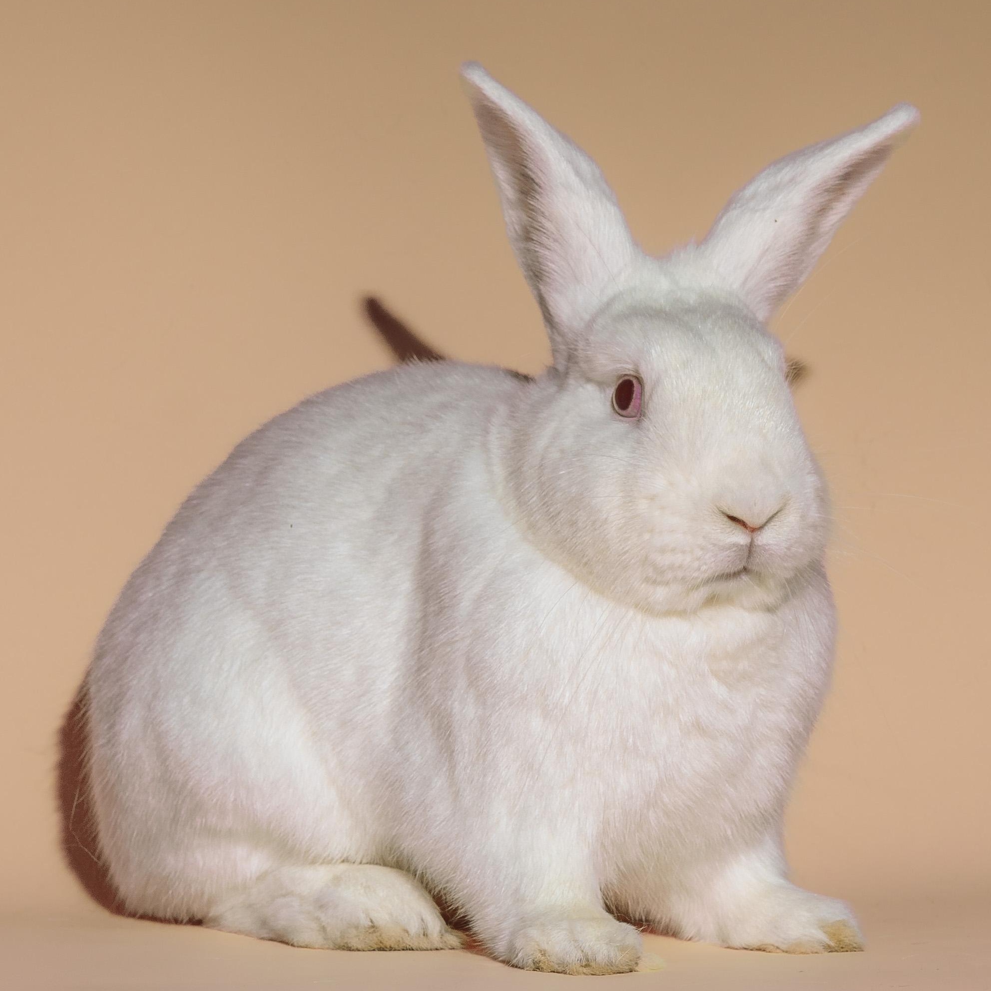 Jumping Jack Flash, a Adoptable American in Columbia, MD image 2/3