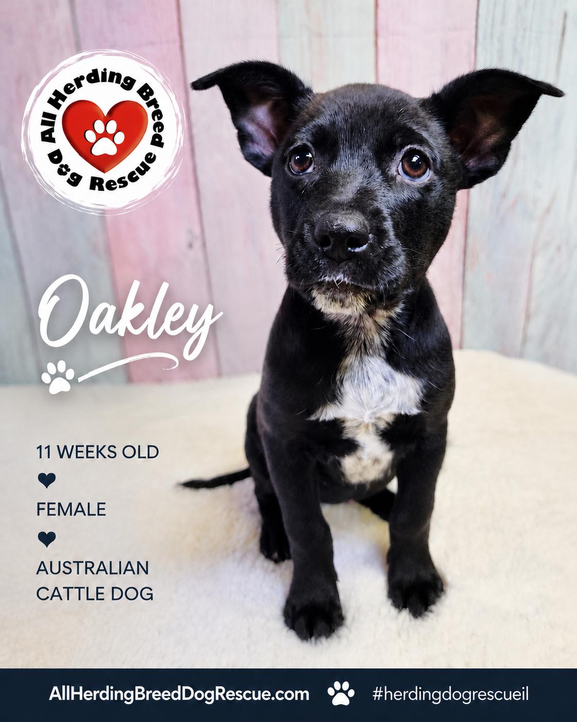 Oakley, an adopted mixed breed in Joliet, IL image 3/5
