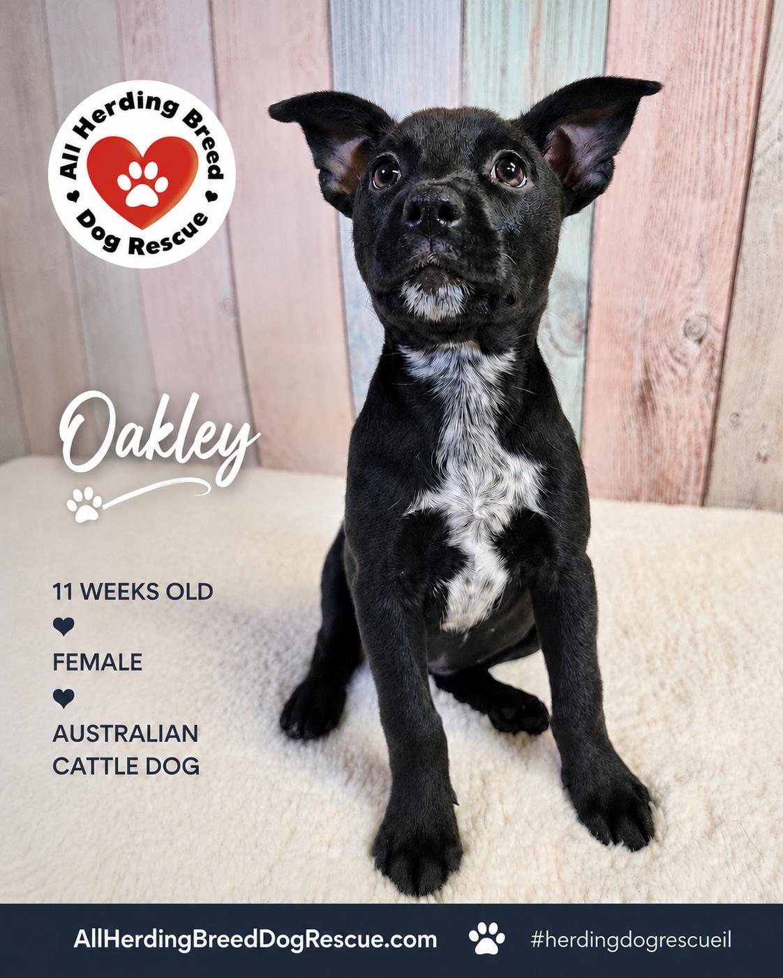 Oakley, an adopted mixed breed in Joliet, IL image 1/5