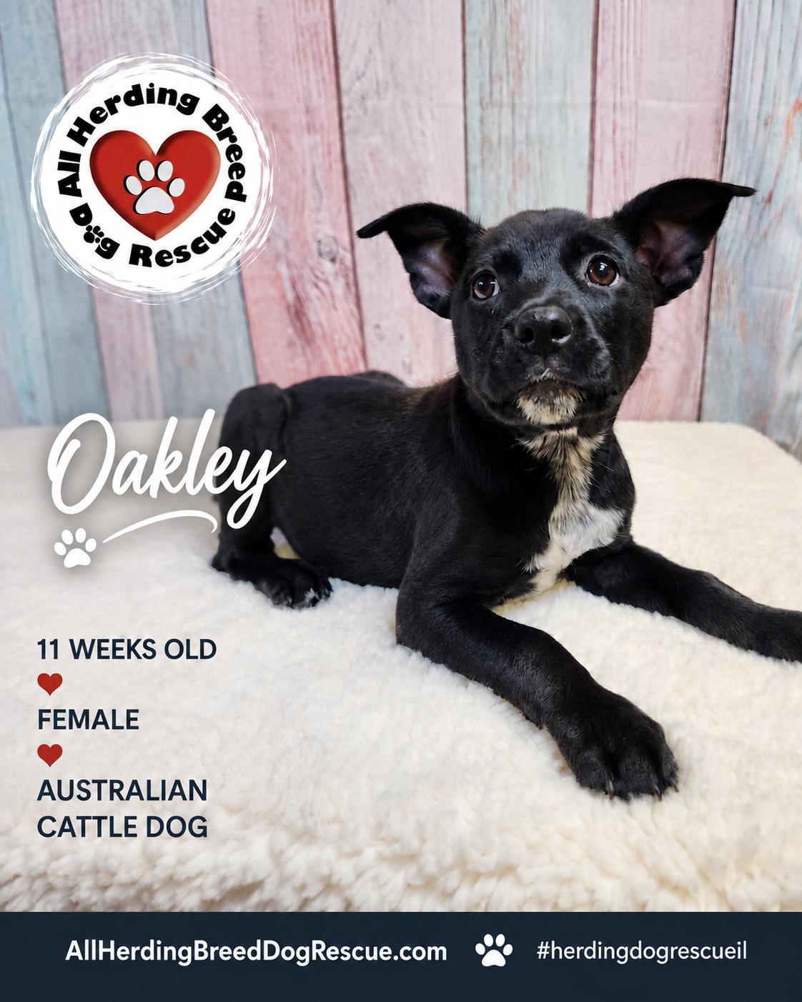 Oakley, an adopted mixed breed in Joliet, IL image 4/5