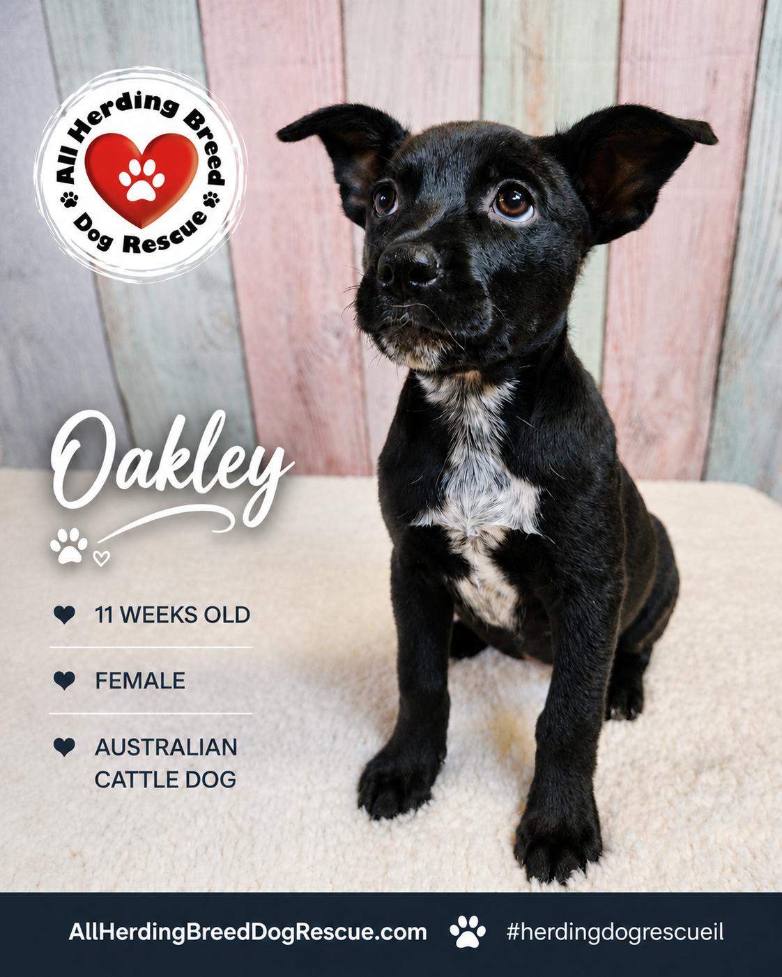 Oakley, an adopted mixed breed in Joliet, IL image 2/5