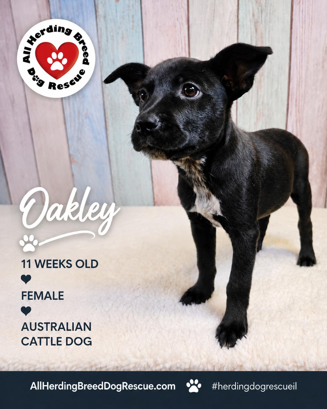 Oakley, an adopted mixed breed in Joliet, IL image 5/5