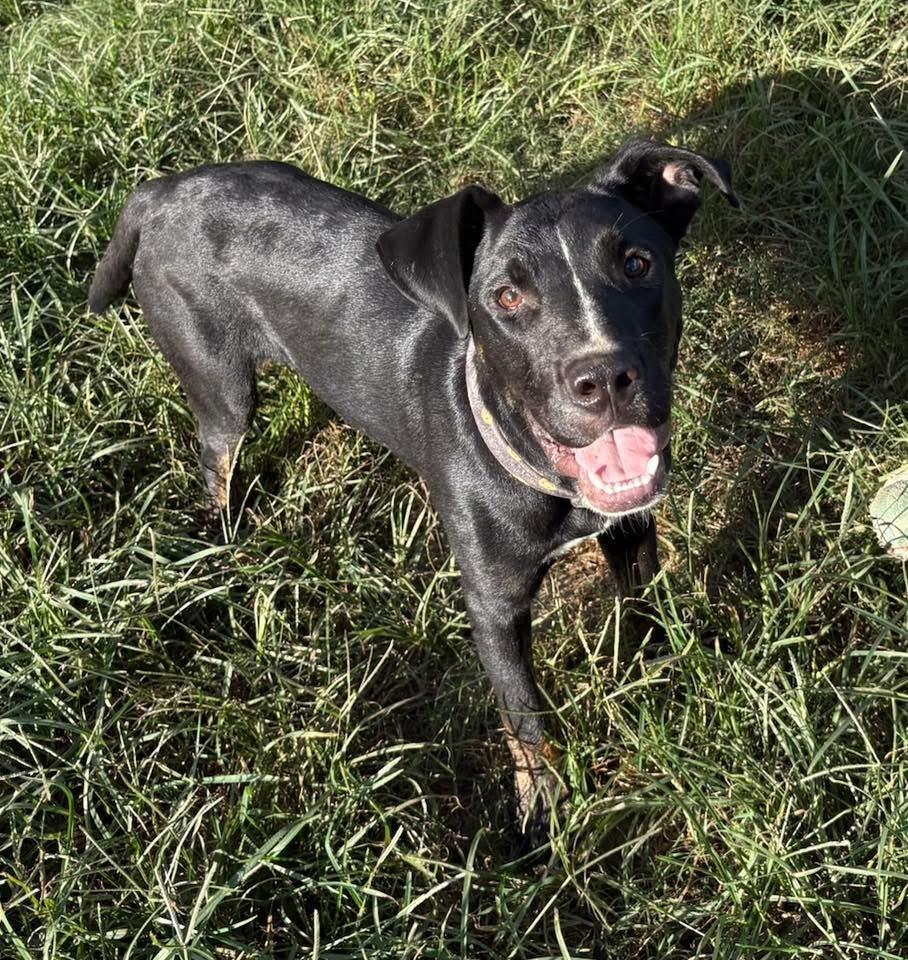 Turtle, a Adoptable mixed breed in Fairfax, VA image 5/6