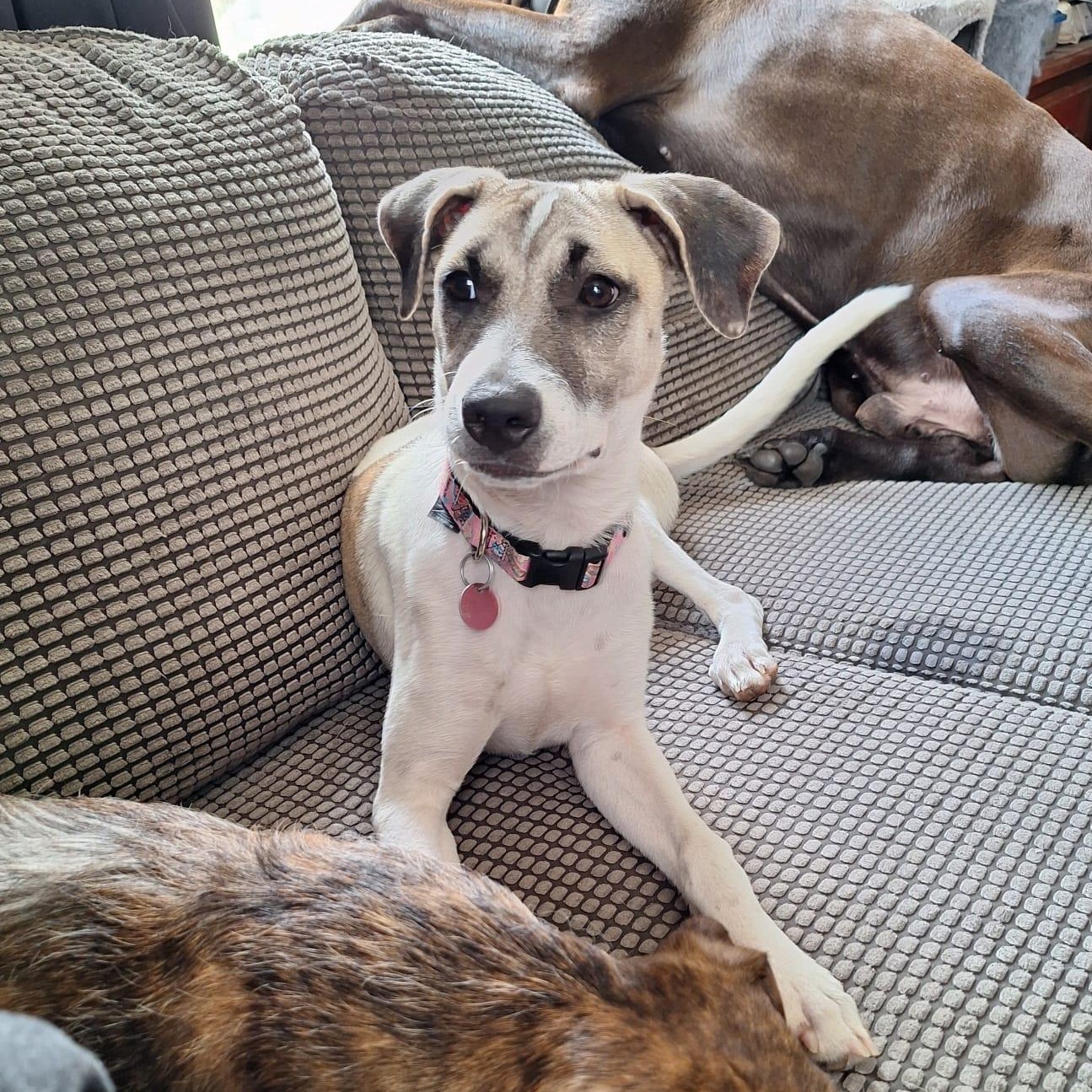 Maggie, an adopted mixed breed in Williamsburg, ON image 4/5
