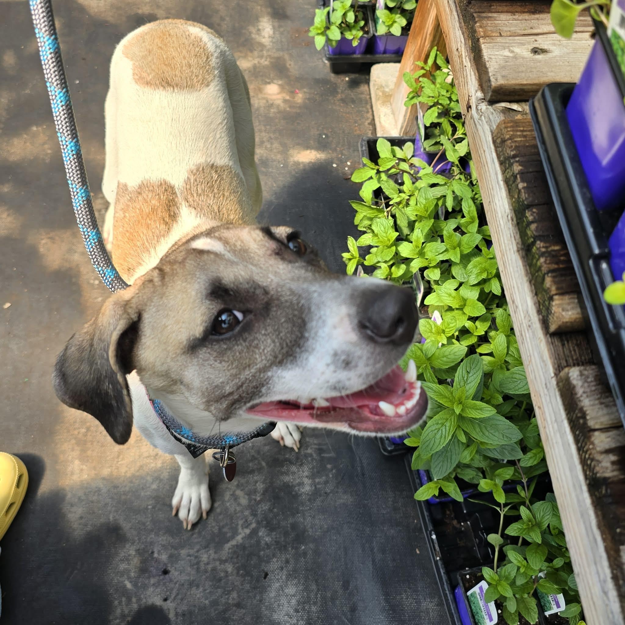 Maggie, an adopted mixed breed in Williamsburg, ON image 5/5