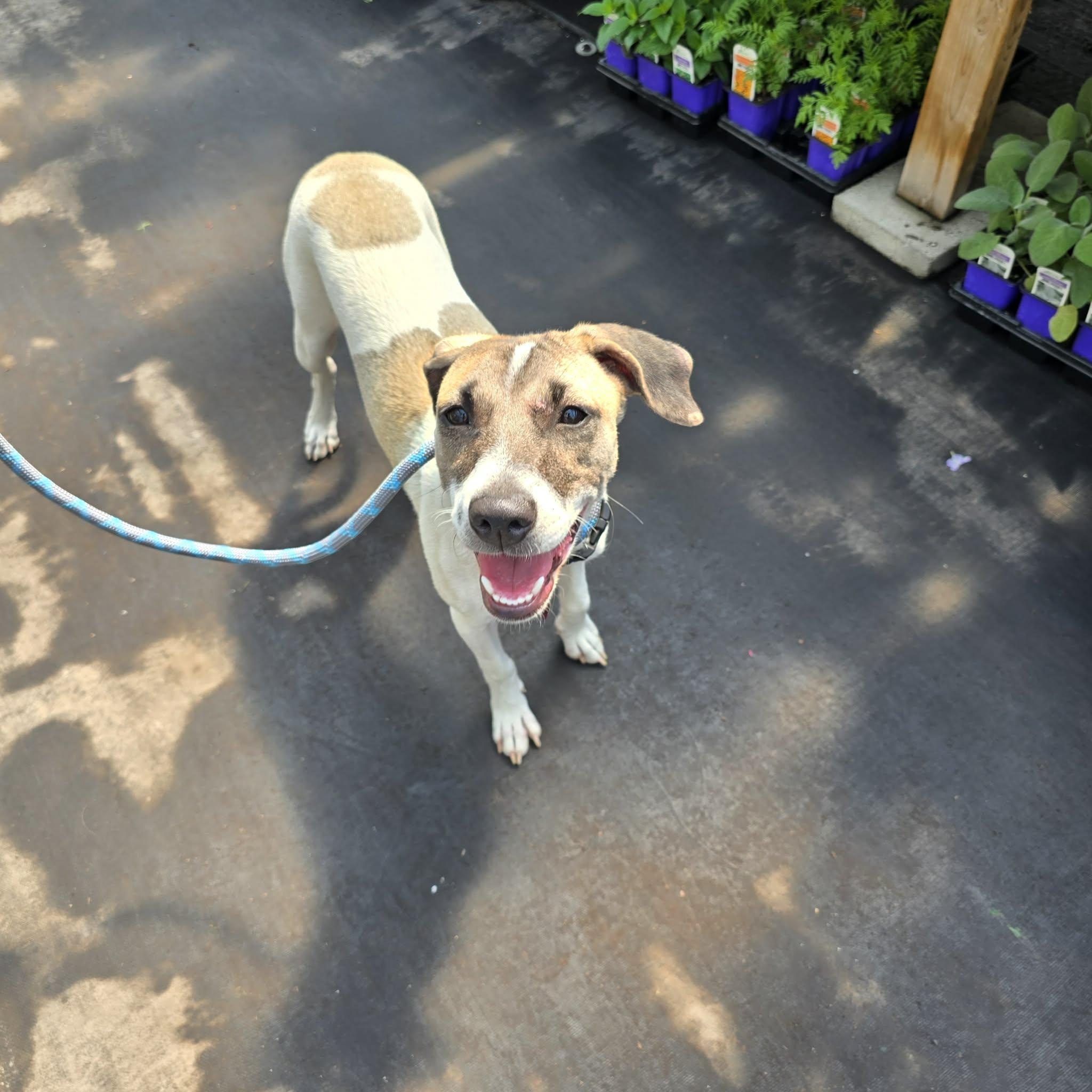 Maggie, an adopted mixed breed in Williamsburg, ON image 3/5