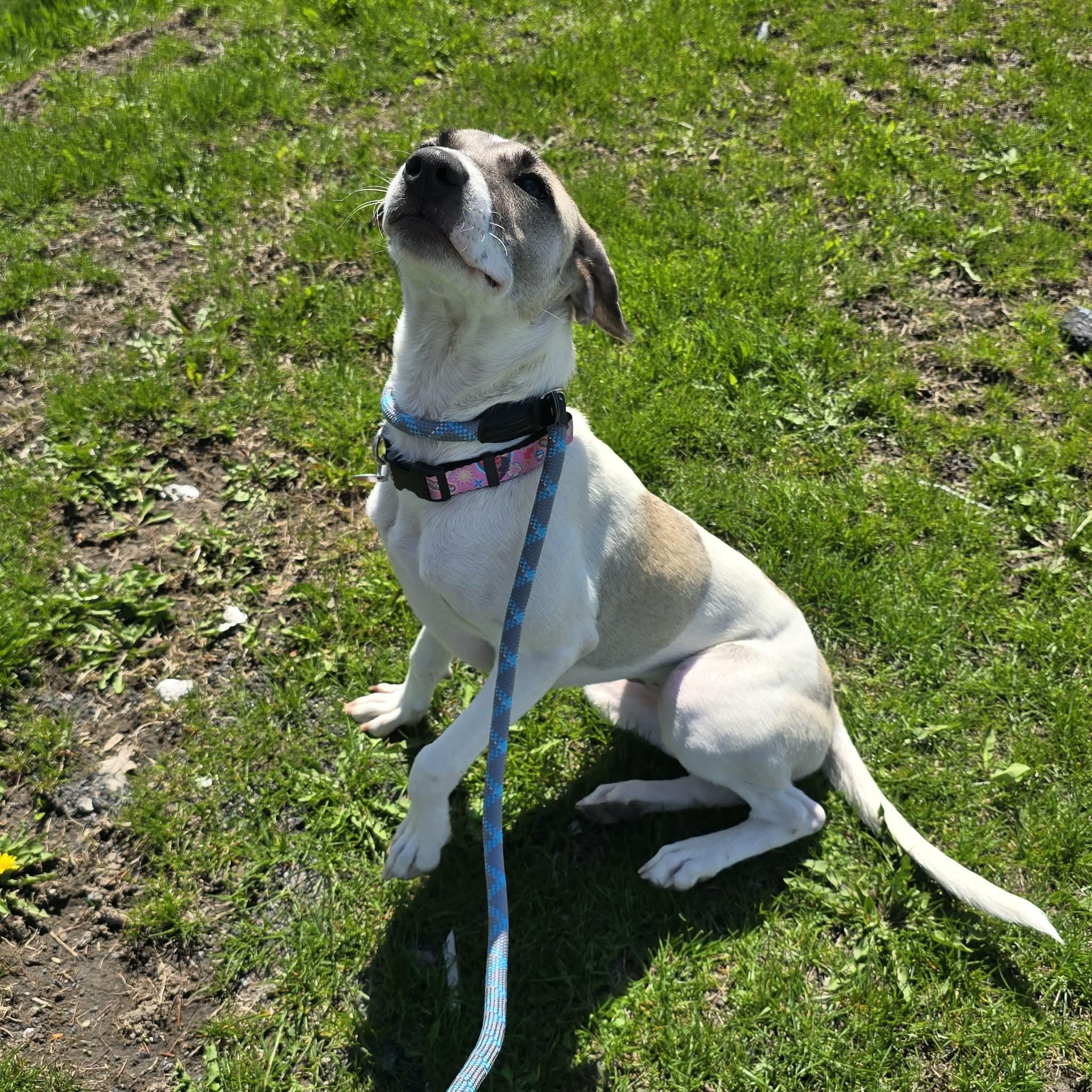 Maggie, an adopted mixed breed in Williamsburg, ON image 2/5