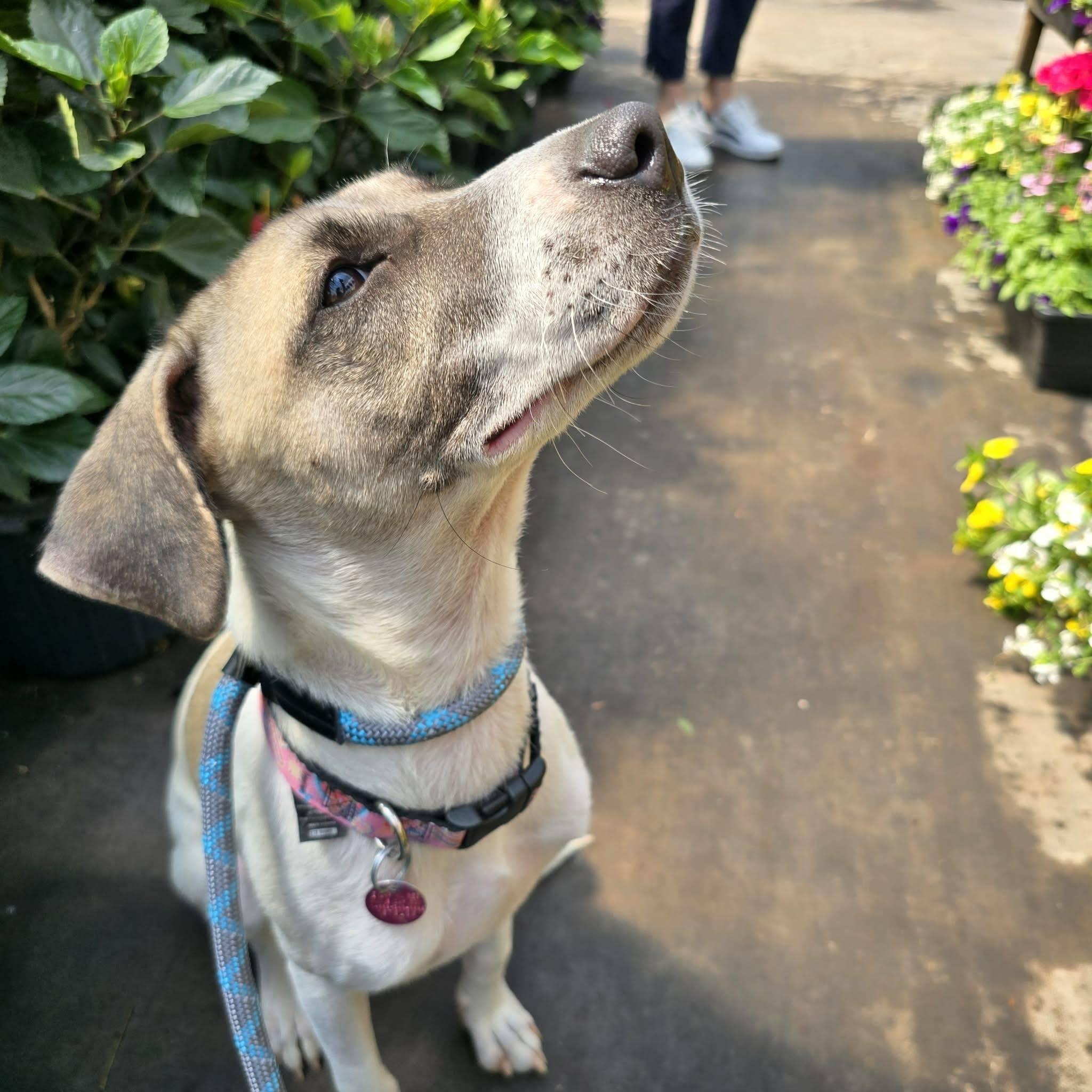 Maggie, adopted, Young Female Anatolian Shepherd & Whippet.
