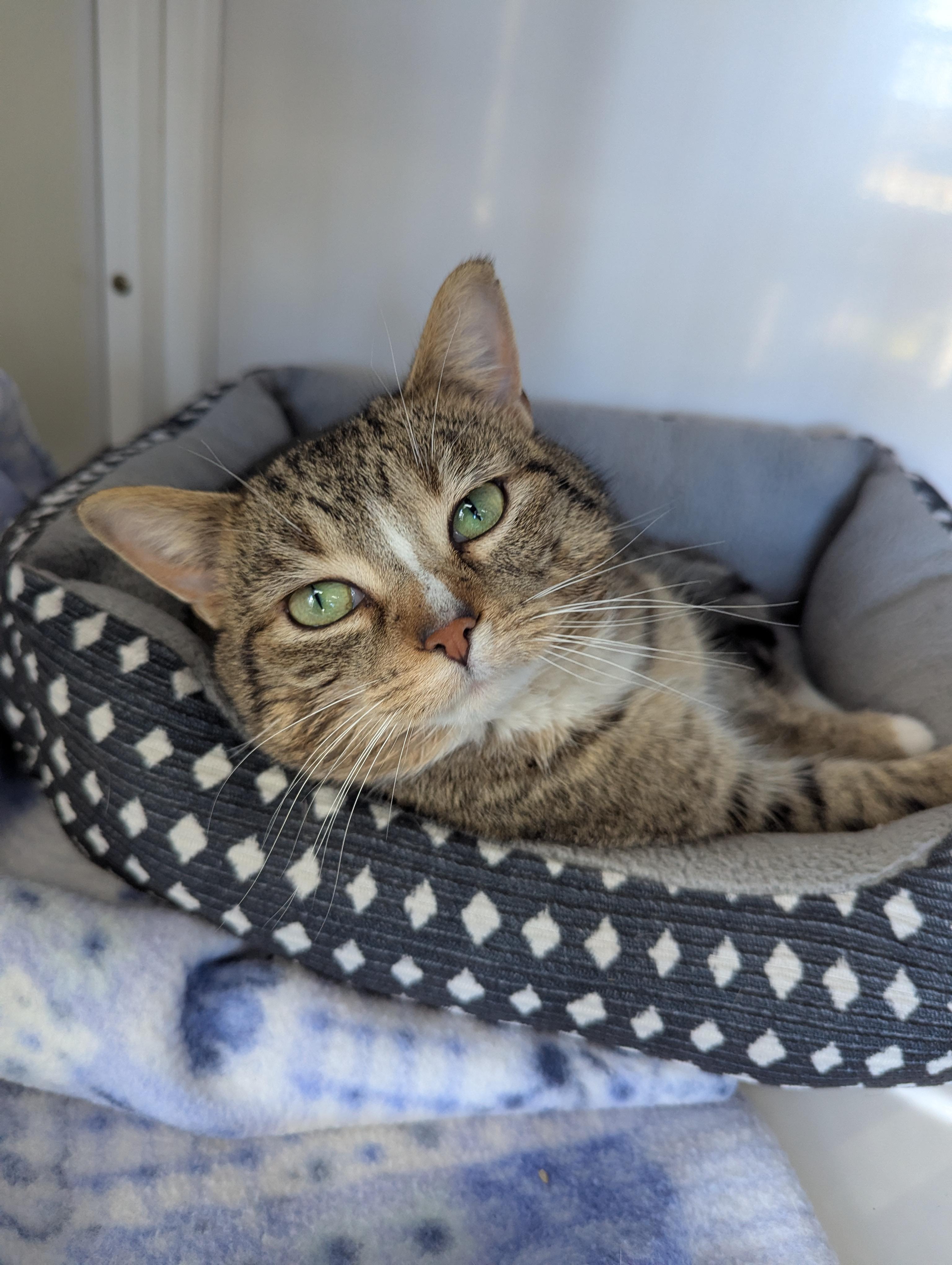 Glen, adopted, Adult Male Domestic Short Hair.